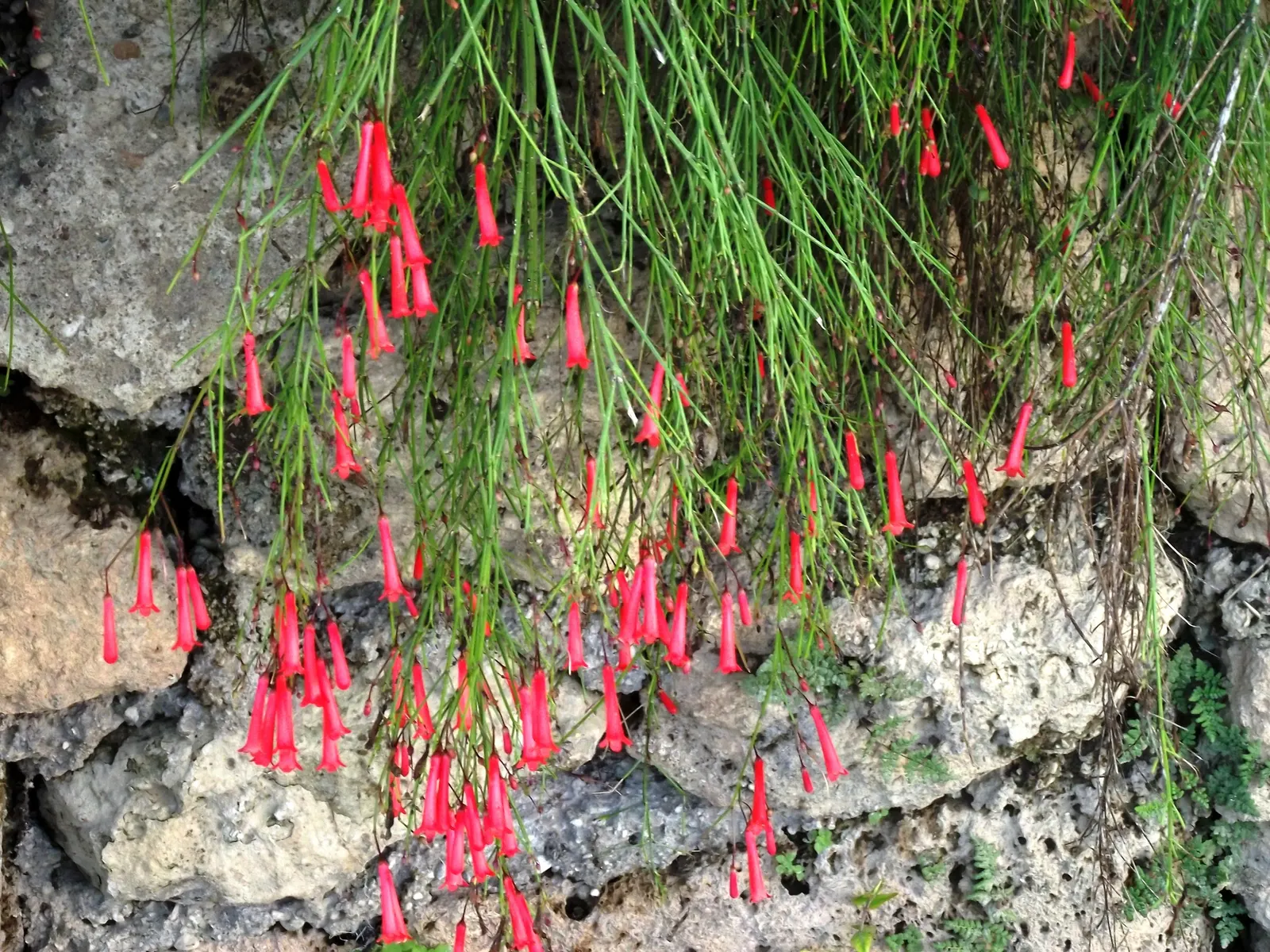 Coral Fountain, Firecracker Plant (Russelia Equisetiformis) — shrub with orange and red blooms; which bloom throughout the year in warmer climates