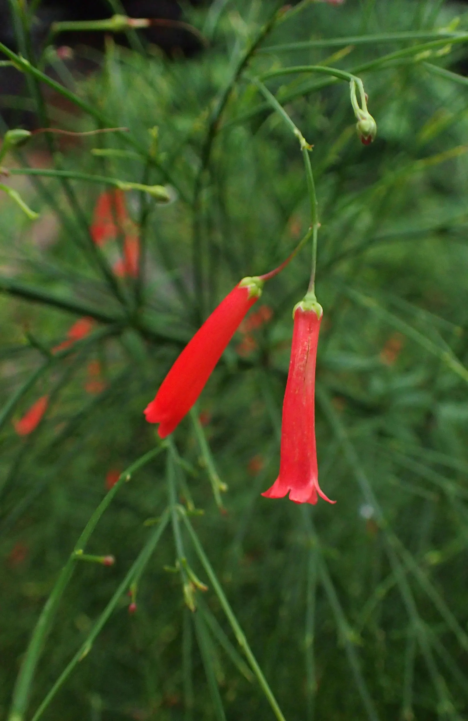 Coral Fountain, Firecracker Plant (Russelia Equisetiformis) — This low-maintenance plant thrives in full sun to partial shade and requires, image 27