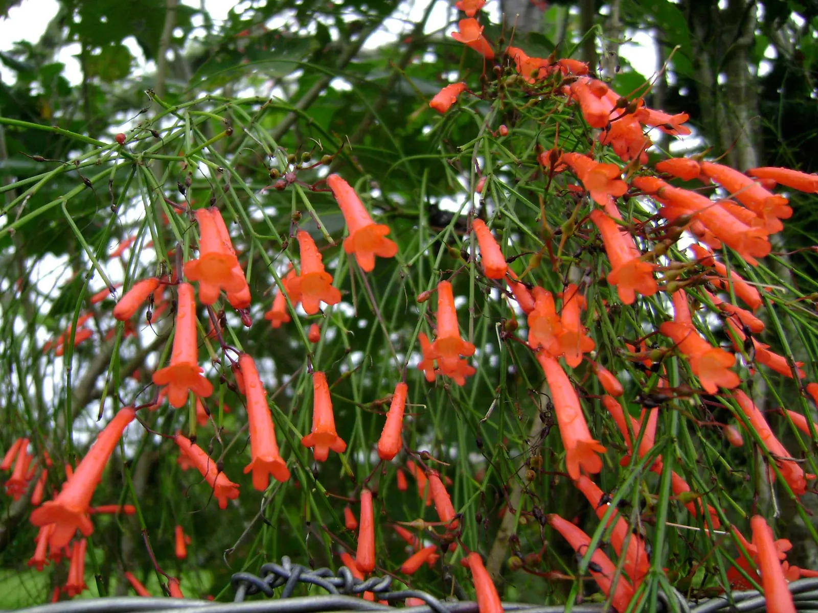 Coral Fountain, Firecracker Plant (Russelia Equisetiformis) — commonly known as Coral Fountain or Firecracker Plant; tubular flowers that resemble firecrackers