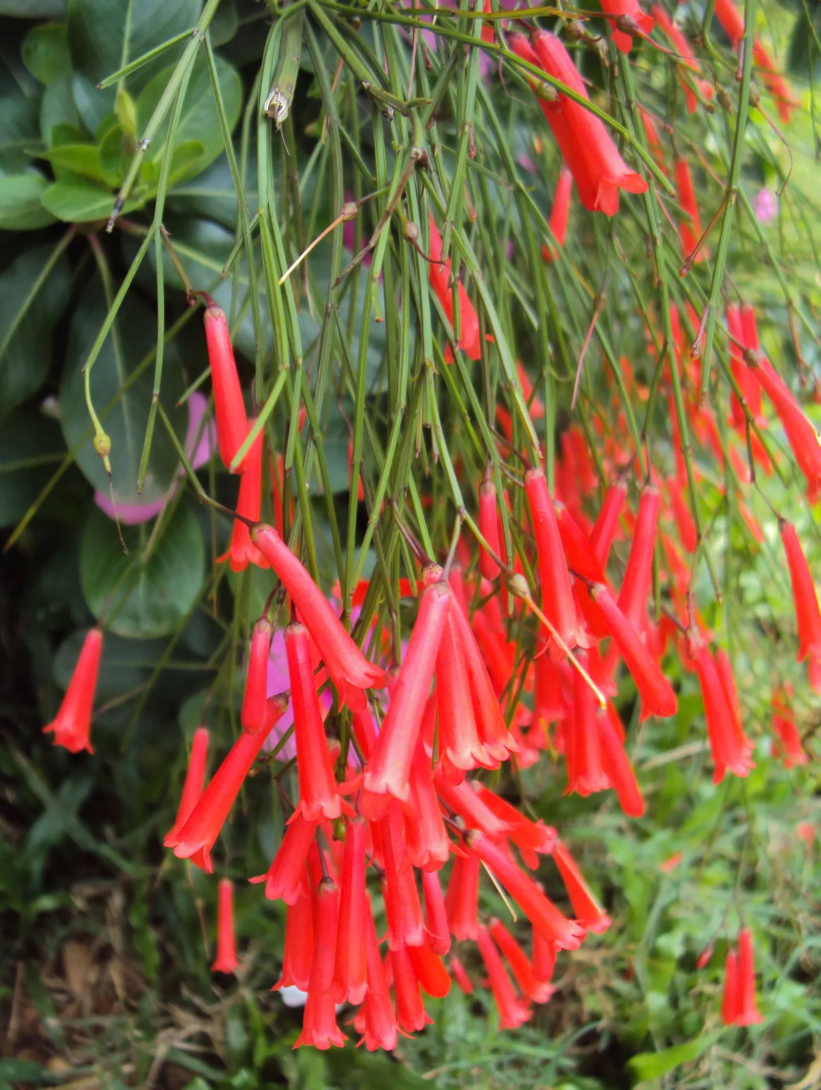 Coral Fountain, Firecracker Plant (Russelia Equisetiformis) — and its moderate growth rate allows for manageable maintenance.<br><br>For the landscape designer