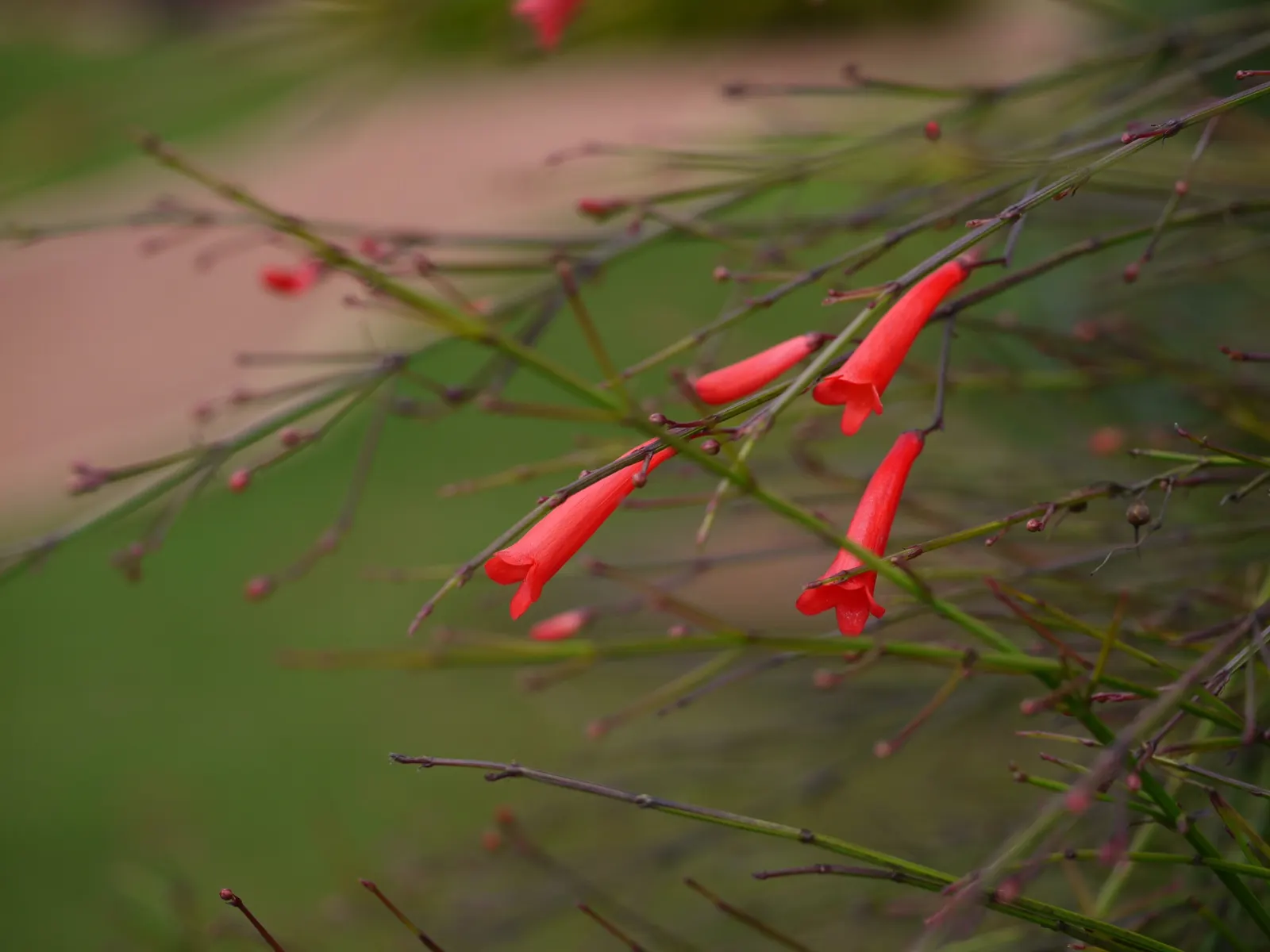 Coral Fountain, Firecracker Plant (Russelia Equisetiformis) — and its moderate growth rate allows for manageable maintenance.<br><br>For the, image 61