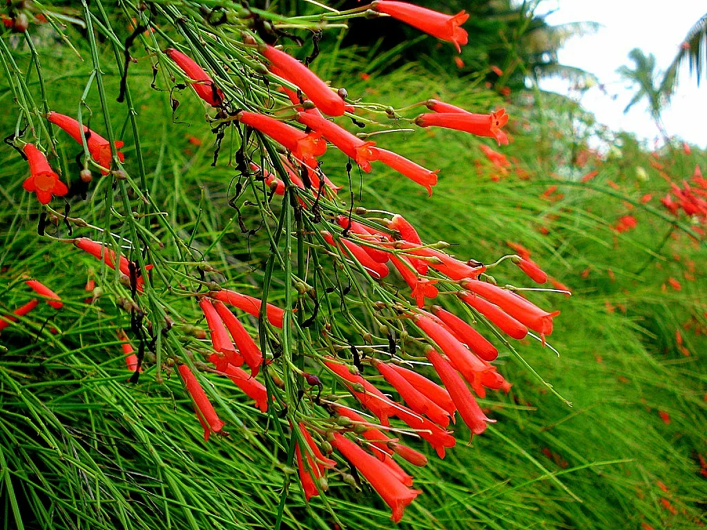 Coral Fountain, Firecracker Plant (Russelia Equisetiformis) — it produces vibrant coral-red