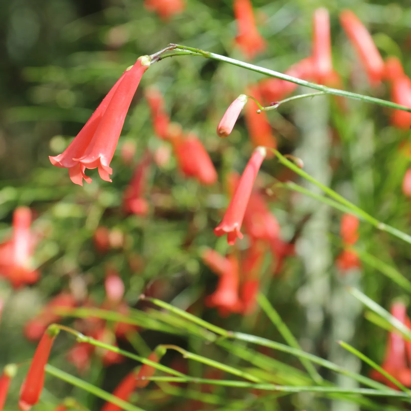 Coral Fountain, Firecracker Plant (Russelia Equisetiformis) — Attracting hummingbirds and butterflies, it's an ideal pick for creating a lively and, image 84