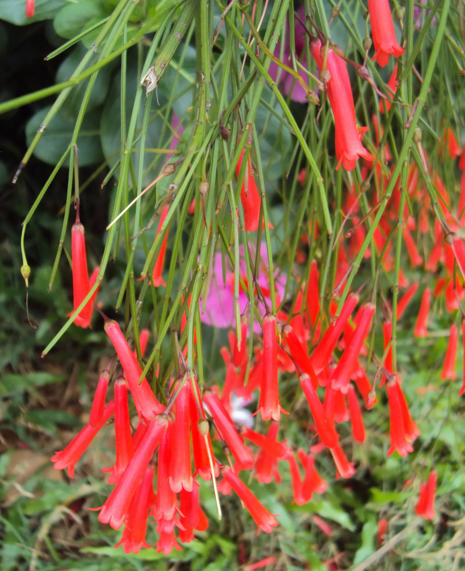 Coral Fountain, Firecracker Plant (Russelia Equisetiformis) — tubular flowers that resemble firecrackers