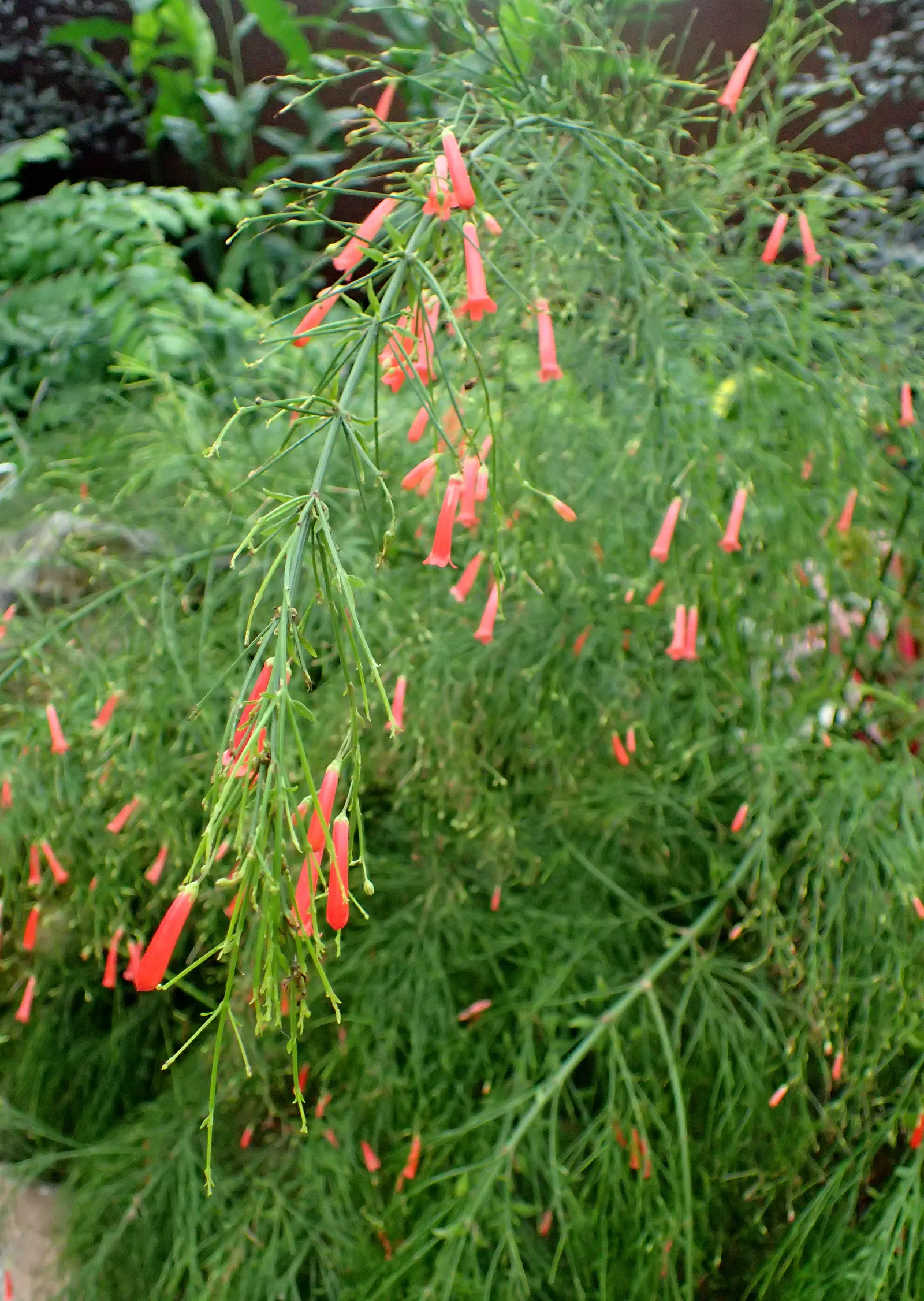 Coral Fountain, Firecracker Plant (Russelia Equisetiformis) — evergreen perennial that adds a touch of tropical flair to any landscape design; this, image 74