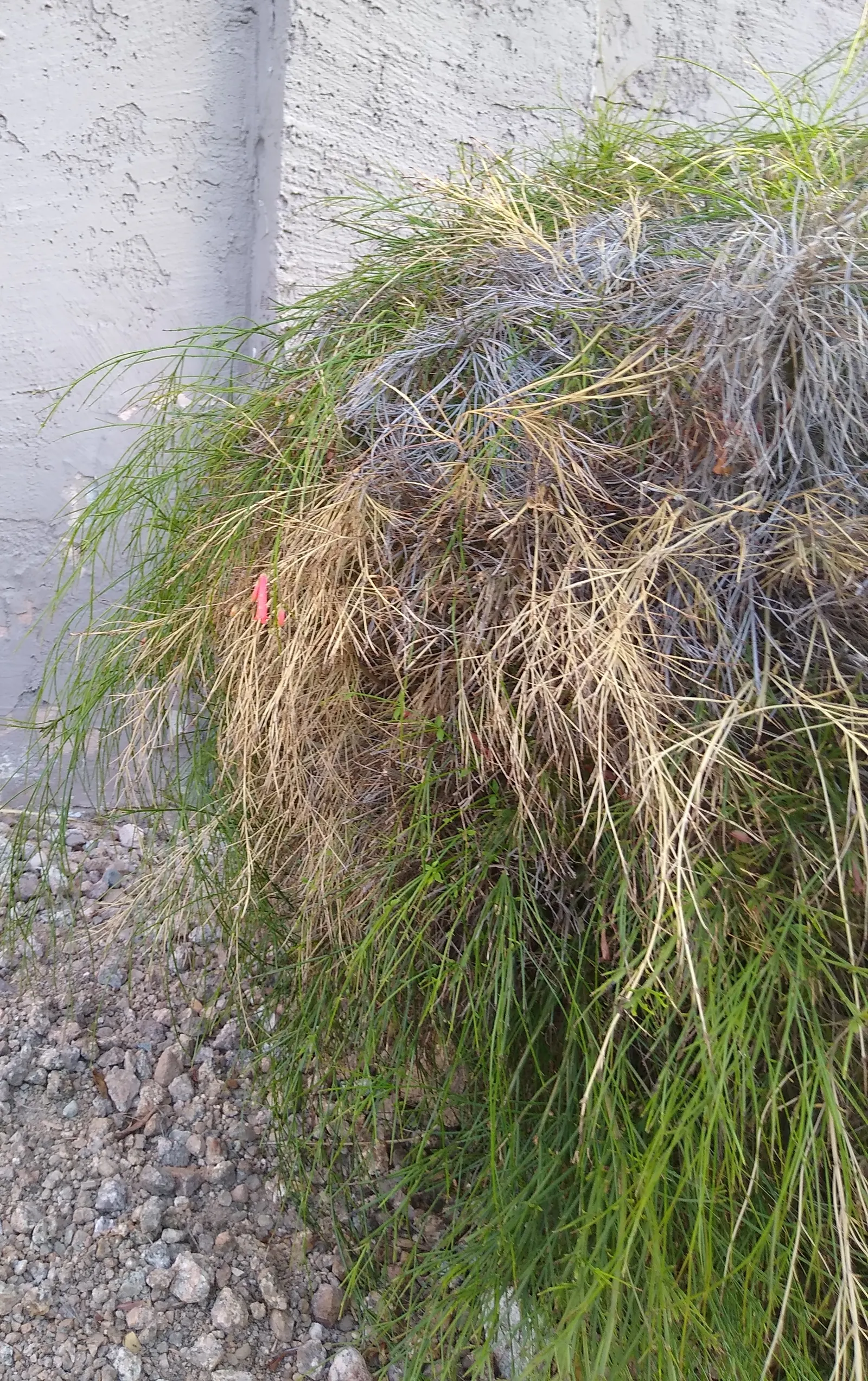 Coral Fountain, Firecracker Plant (Russelia Equisetiformis) — giving the appearance of a crackling firework display; shrub for full or half, image 57