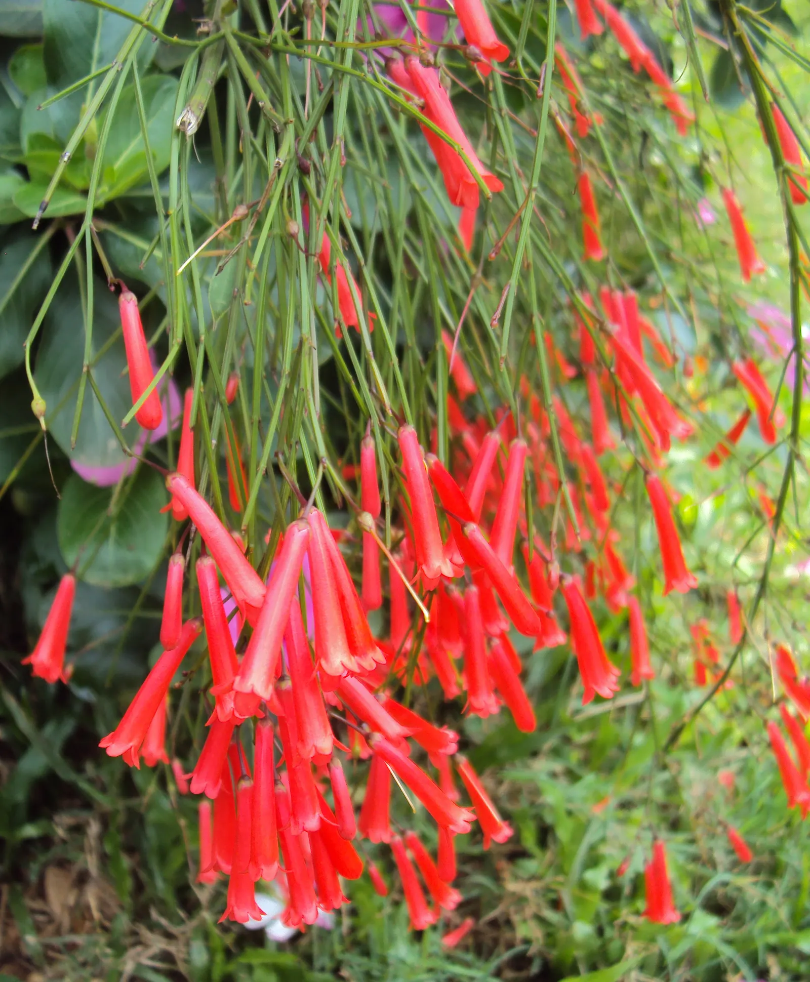 Coral Fountain, Firecracker Plant (Russelia Equisetiformis) — Attracting hummingbirds and butterflies, it's an ideal pick for creating a lively and, image 40