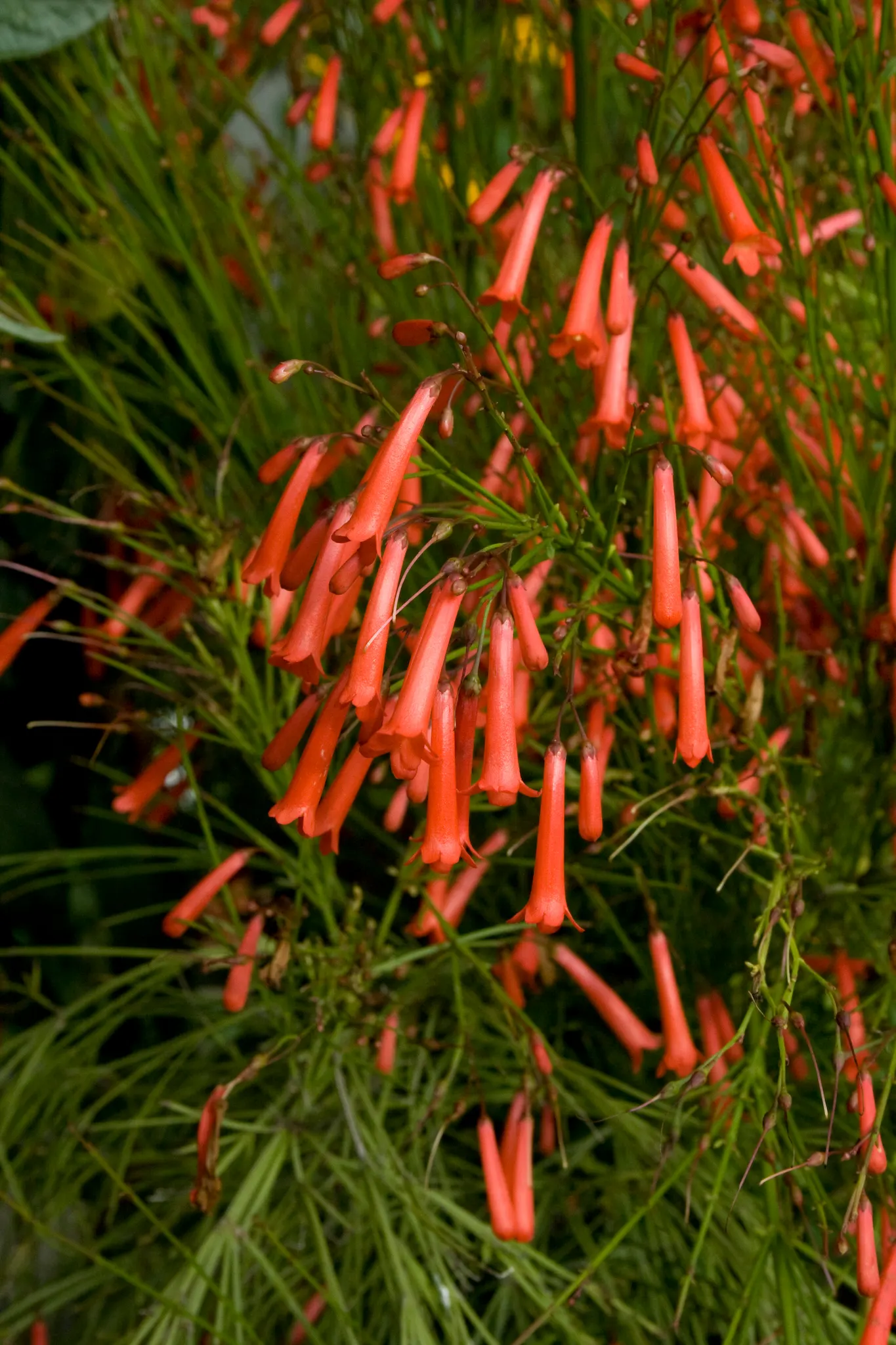 Coral Fountain, Firecracker Plant (Russelia Equisetiformis) — the Coral Fountain thrives in full sun to partial shade and prefers well-draining, image 58