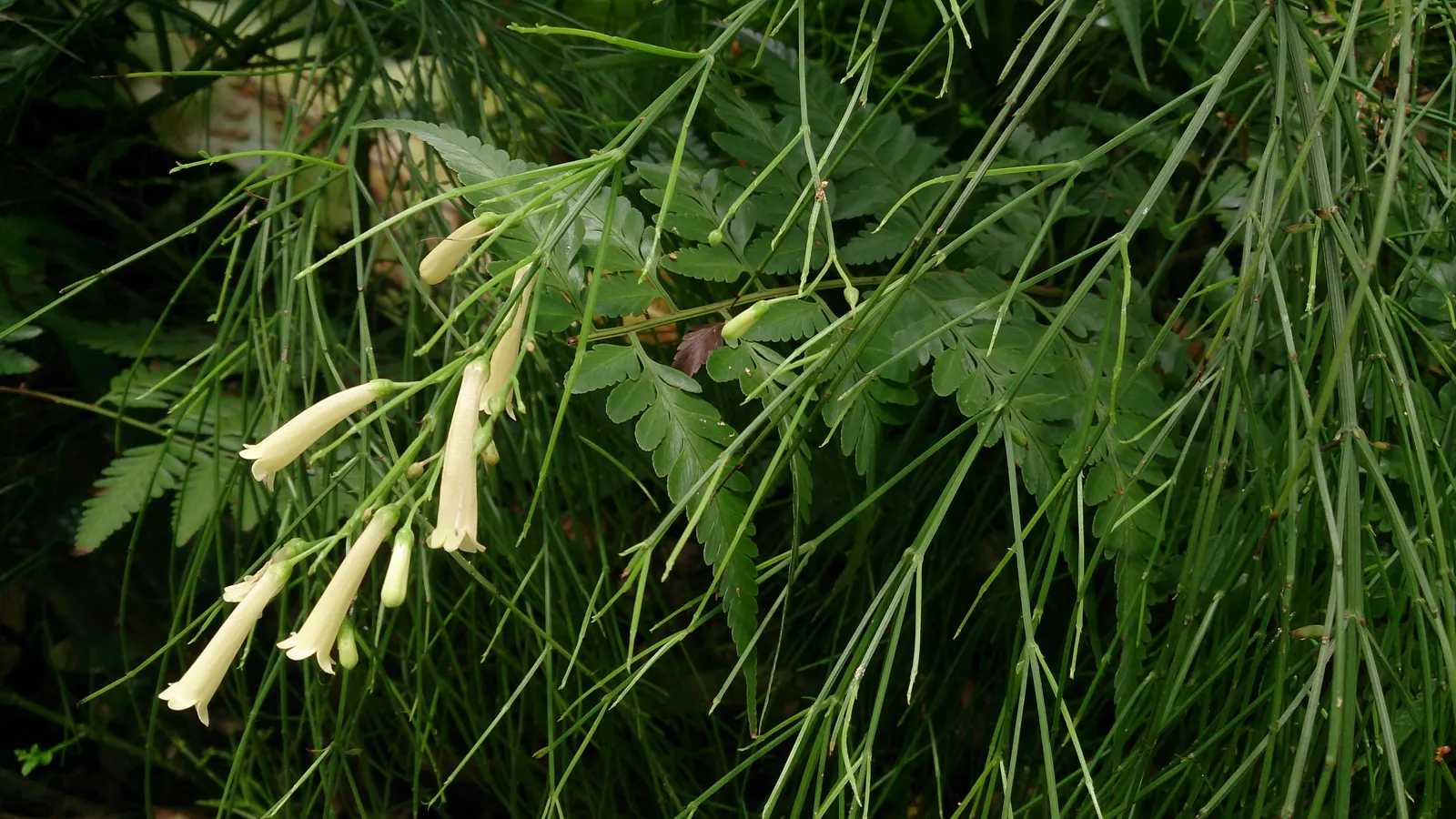 Coral Fountain, Firecracker Plant (Russelia Equisetiformis) — giving the appearance of a crackling firework display; shrub for full or half