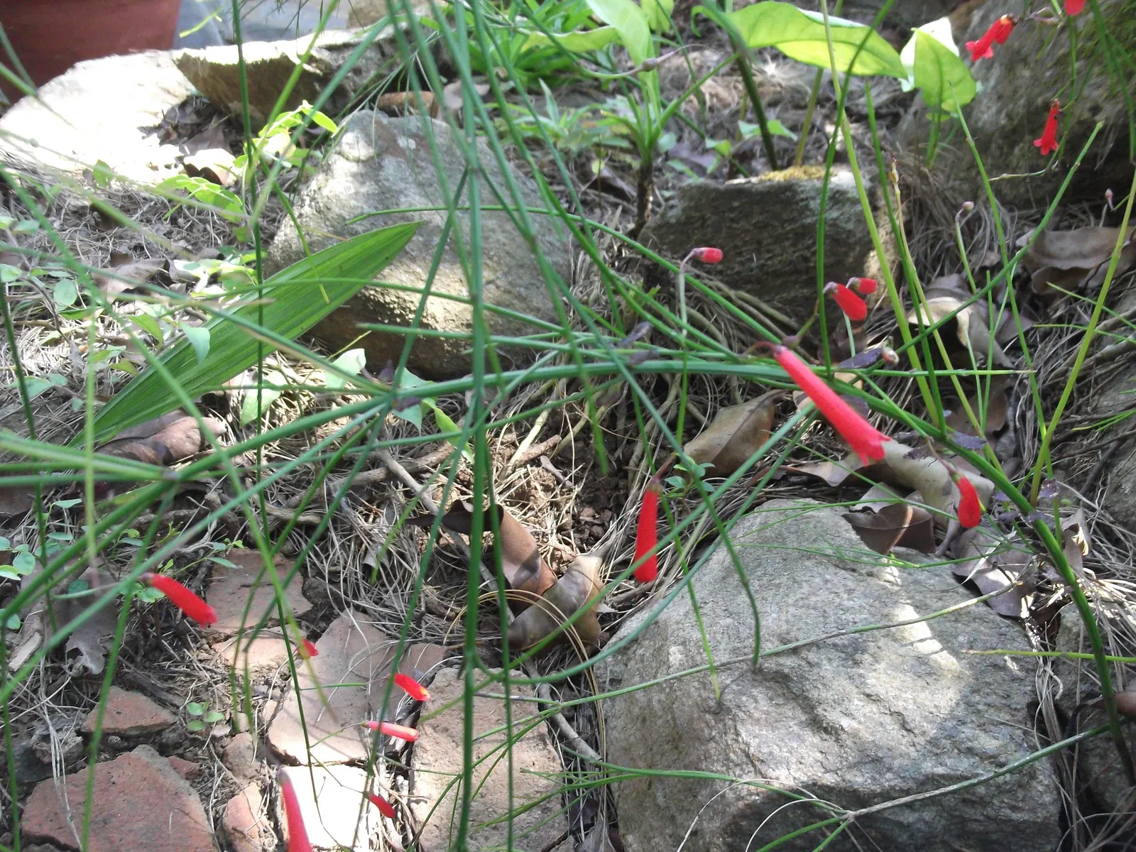 Coral Fountain, Firecracker Plant (Russelia Equisetiformis) — Ideal for hanging baskets and as a spiller in containers; and its moderate growth rate allows for