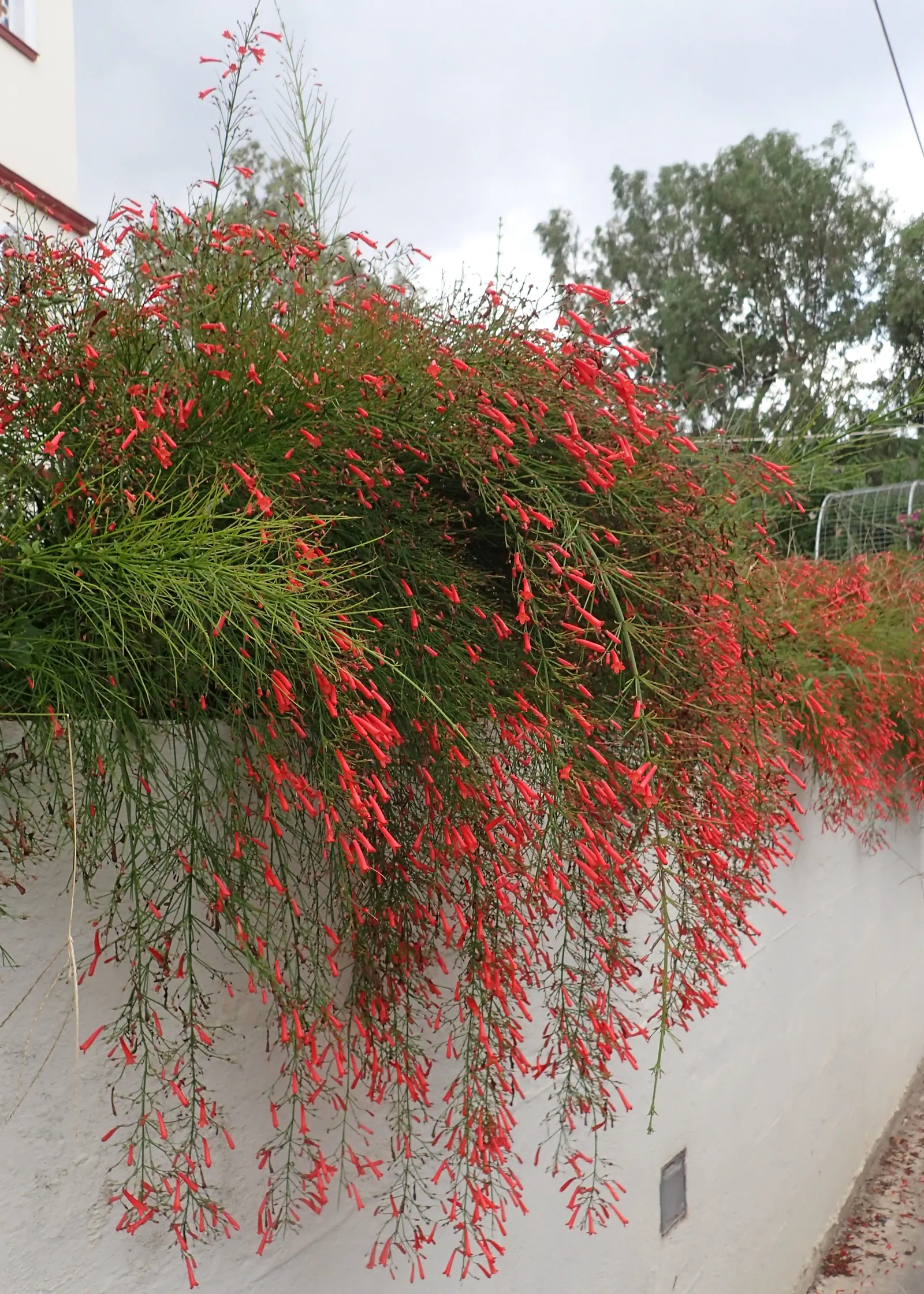 Coral Fountain, Firecracker Plant (Russelia Equisetiformis) — it produces vibrant coral-red; attracting hummingbirds and butterflies, it's an ideal, image 69