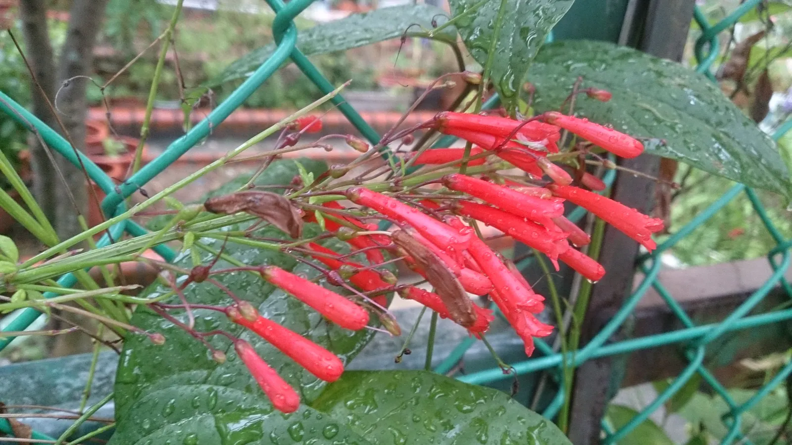 Coral Fountain, Firecracker Plant (Russelia Equisetiformis) — it produces vibrant coral-red; attracting hummingbirds and butterflies, it's an ideal pick for