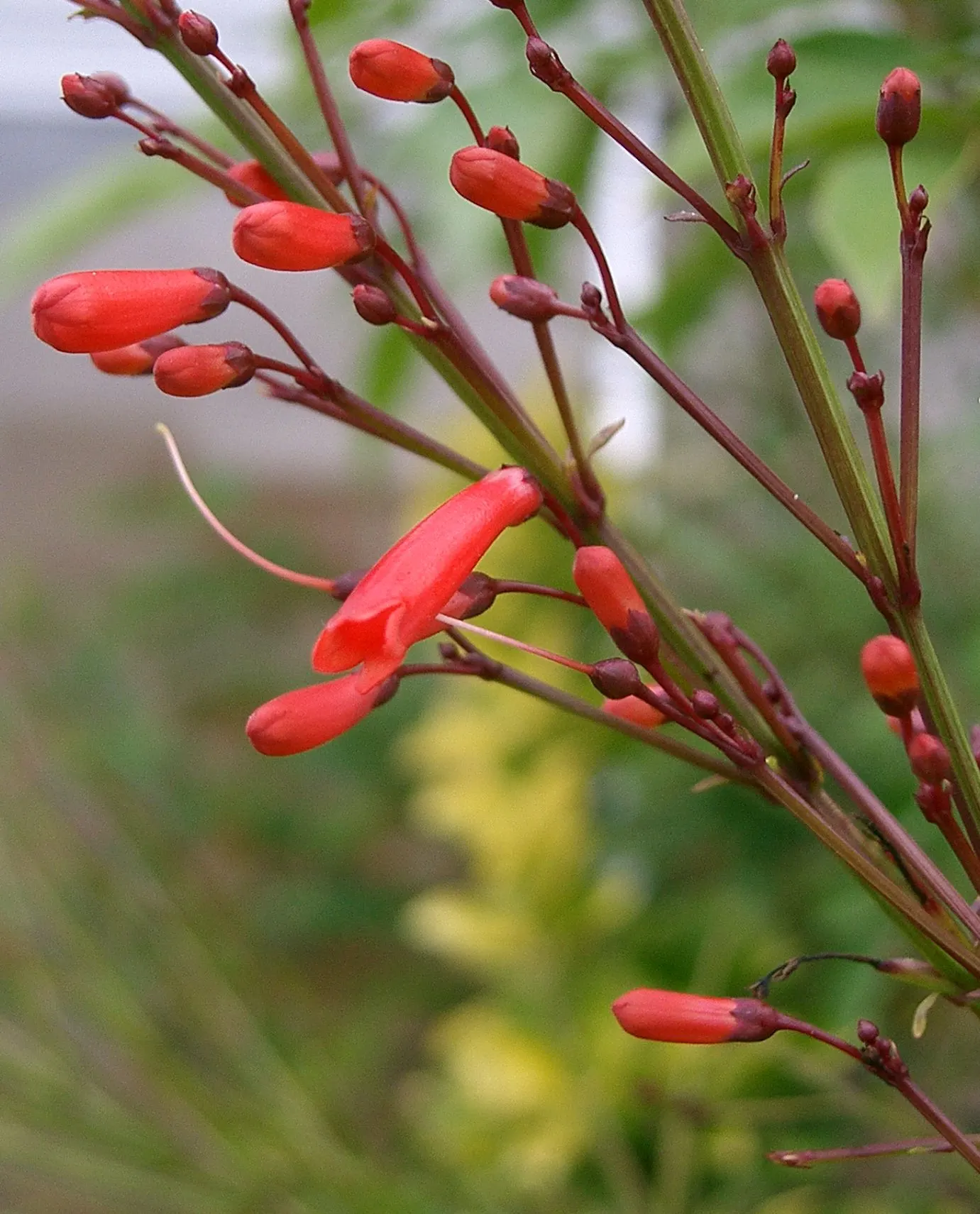 Coral Fountain, Firecracker Plant (Russelia Equisetiformis) — bright red to coral-hued flowers