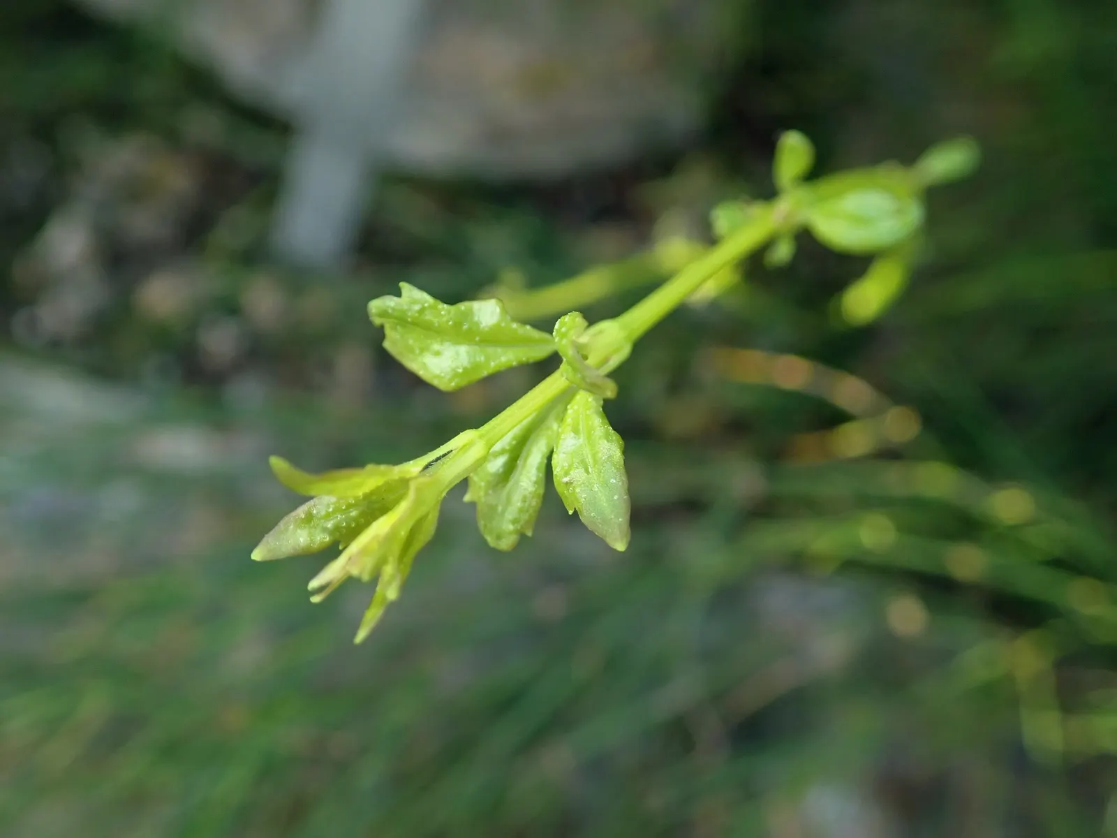 Coral Fountain, Firecracker Plant (Russelia Equisetiformis) — This ornamental beauty is renowned for its abundance of slender; making it an, image 75