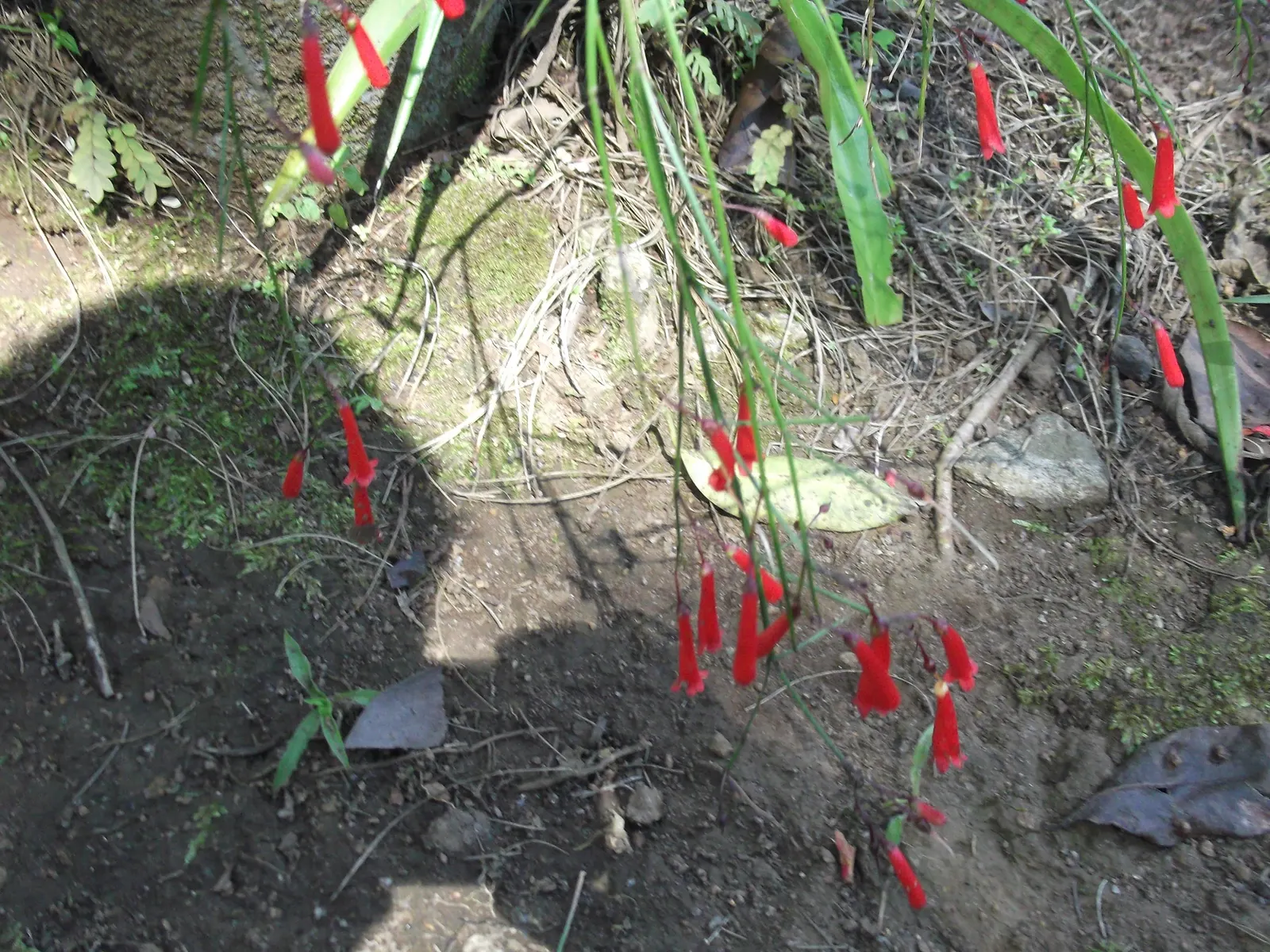 Coral Fountain, Firecracker Plant (Russelia Equisetiformis) — bright red to coral-hued flowers; evergreen perennial that adds a touch of tropical flair to any