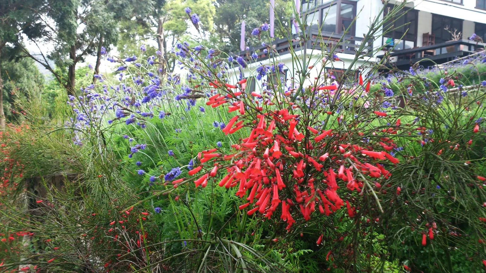 Coral Fountain, Firecracker Plant (Russelia Equisetiformis) — which bloom throughout the year in warmer climates; it is drought-tolerant once, image 56