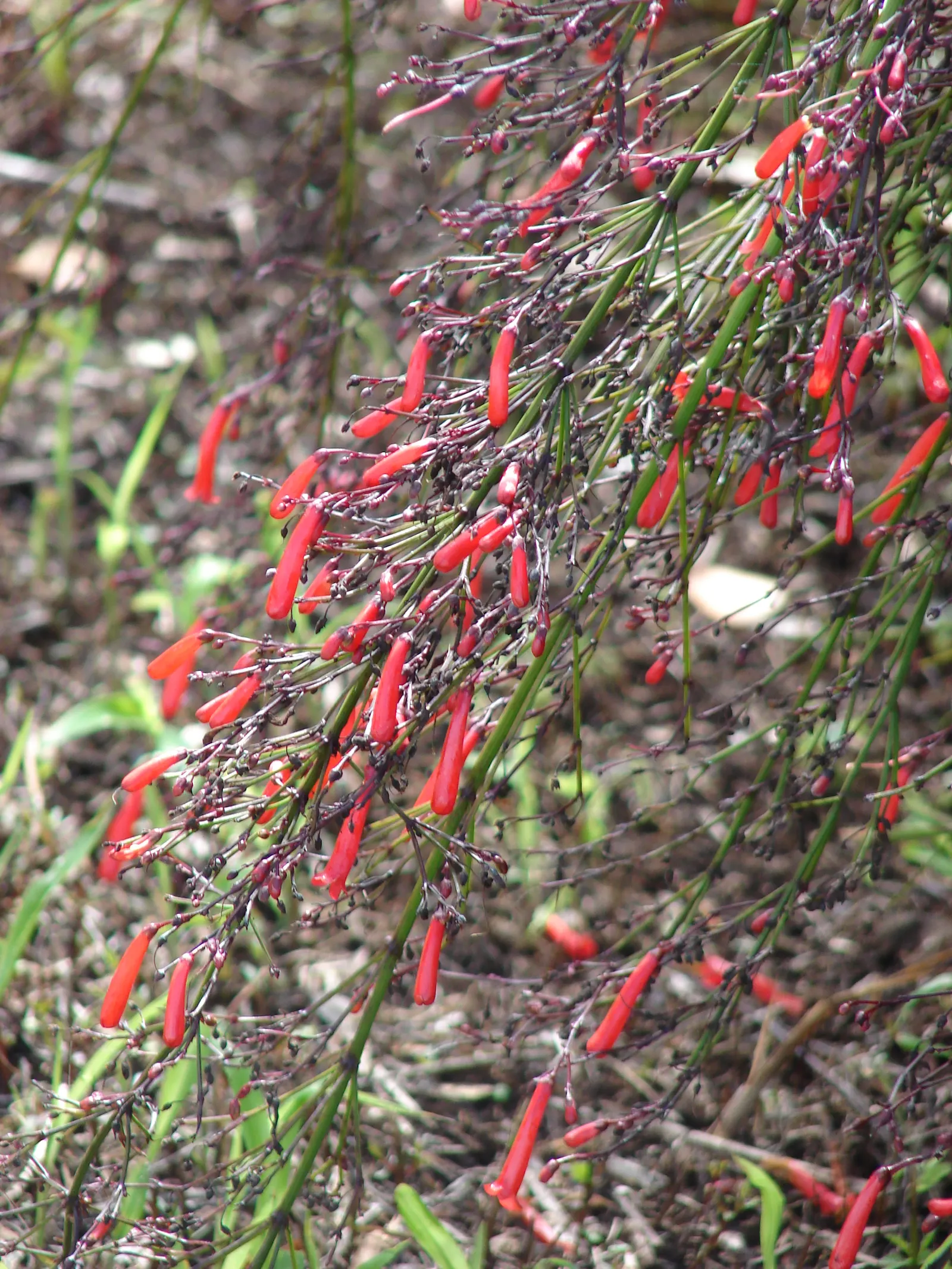 Coral Fountain, Firecracker Plant (Russelia Equisetiformis) — bright red to coral-hued flowers; evergreen perennial that adds a touch of tropical, image 77