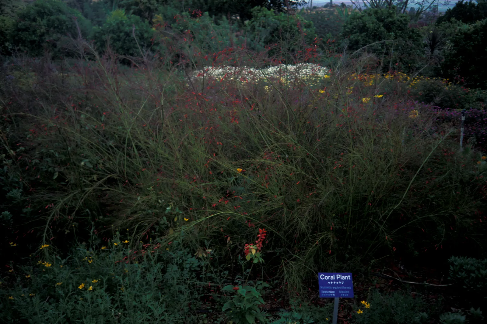 Coral Fountain, Firecracker Plant (Russelia Equisetiformis) — commonly known as Coral Fountain or Firecracker Plant; tubular flowers that resemble, image 45