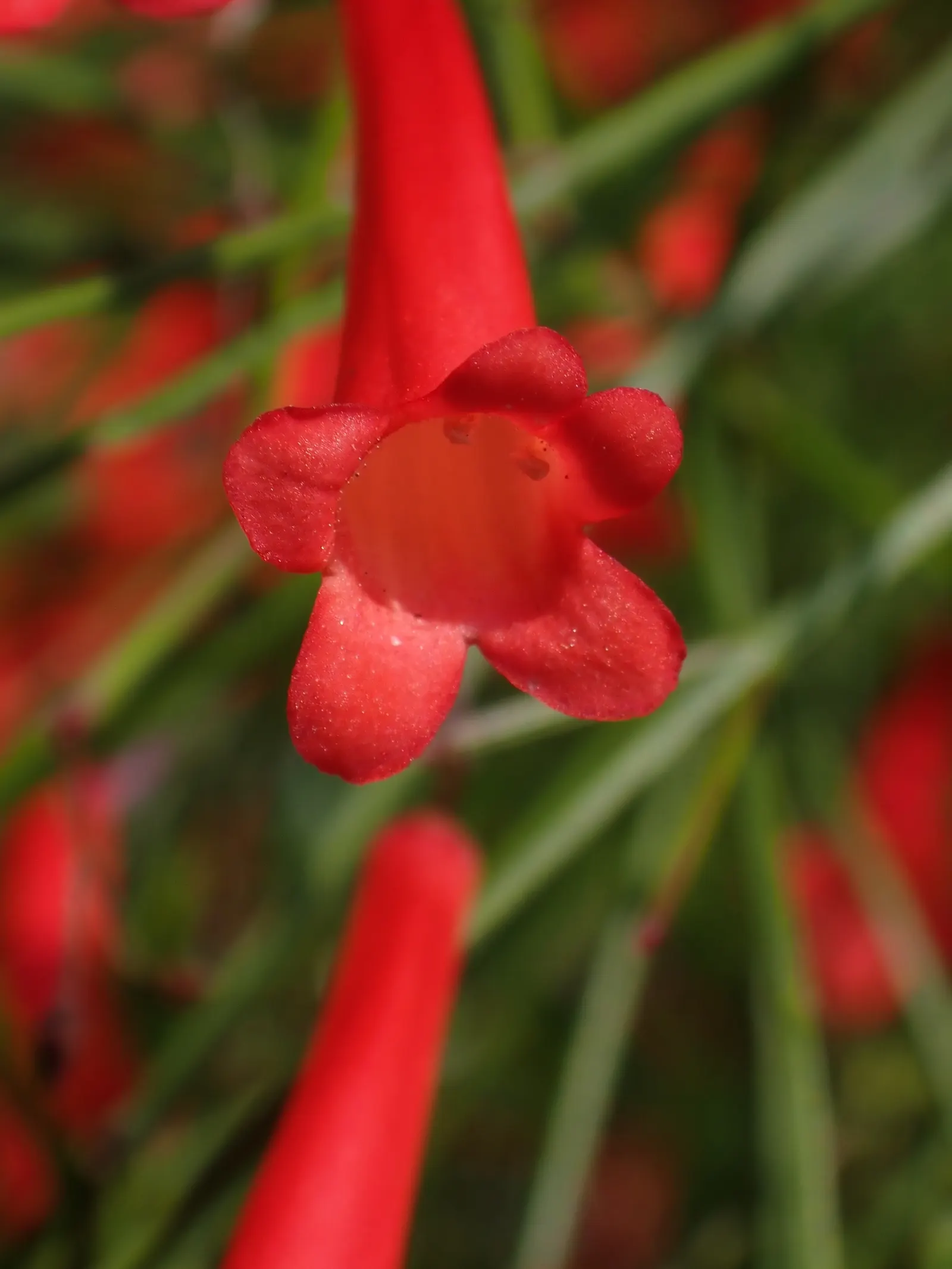 Coral Fountain, Firecracker Plant (Russelia Equisetiformis) — commonly known as the Coral Fountain or Firecracker Plant; is a fast-growing perennial shrub