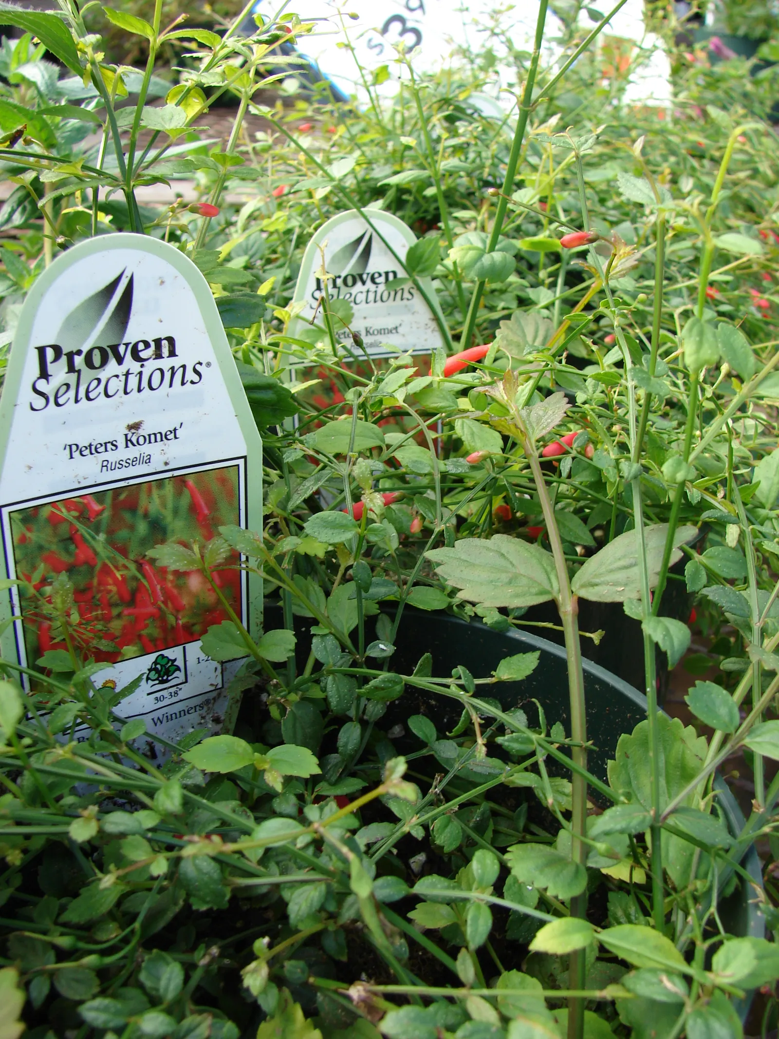 Coral Fountain, Firecracker Plant (Russelia Equisetiformis) — commonly known as the Coral Fountain or Firecracker Plant