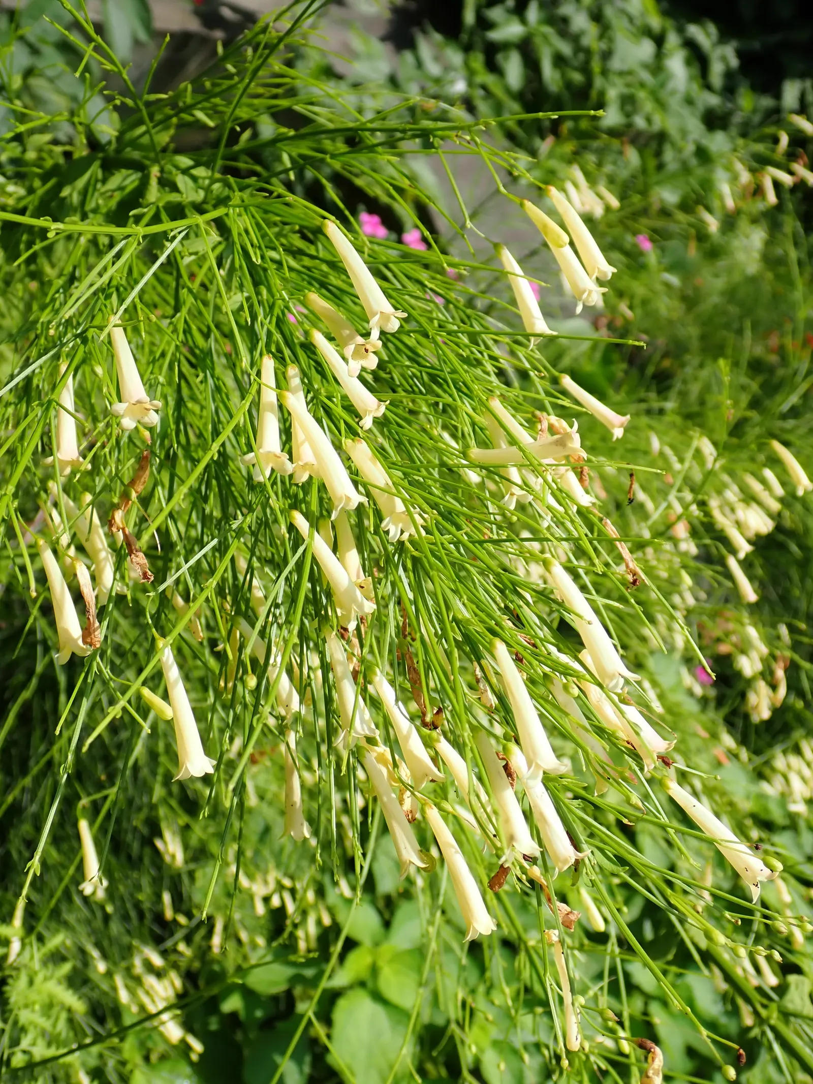Coral Fountain, Firecracker Plant (Russelia Equisetiformis) — is a fast-growing perennial shrub