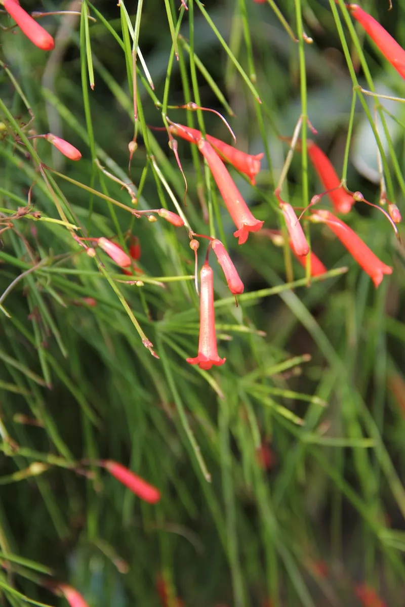 Coral Fountain, Firecracker Plant (Russelia Equisetiformis) — which bloom throughout the year in warmer climates; it is drought-tolerant once, image 78