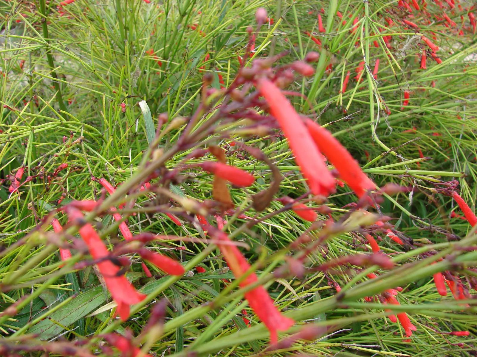 Coral Fountain, Firecracker Plant (Russelia Equisetiformis) — its low water needs and year-round blooming capability ensure a rewarding and, image 63