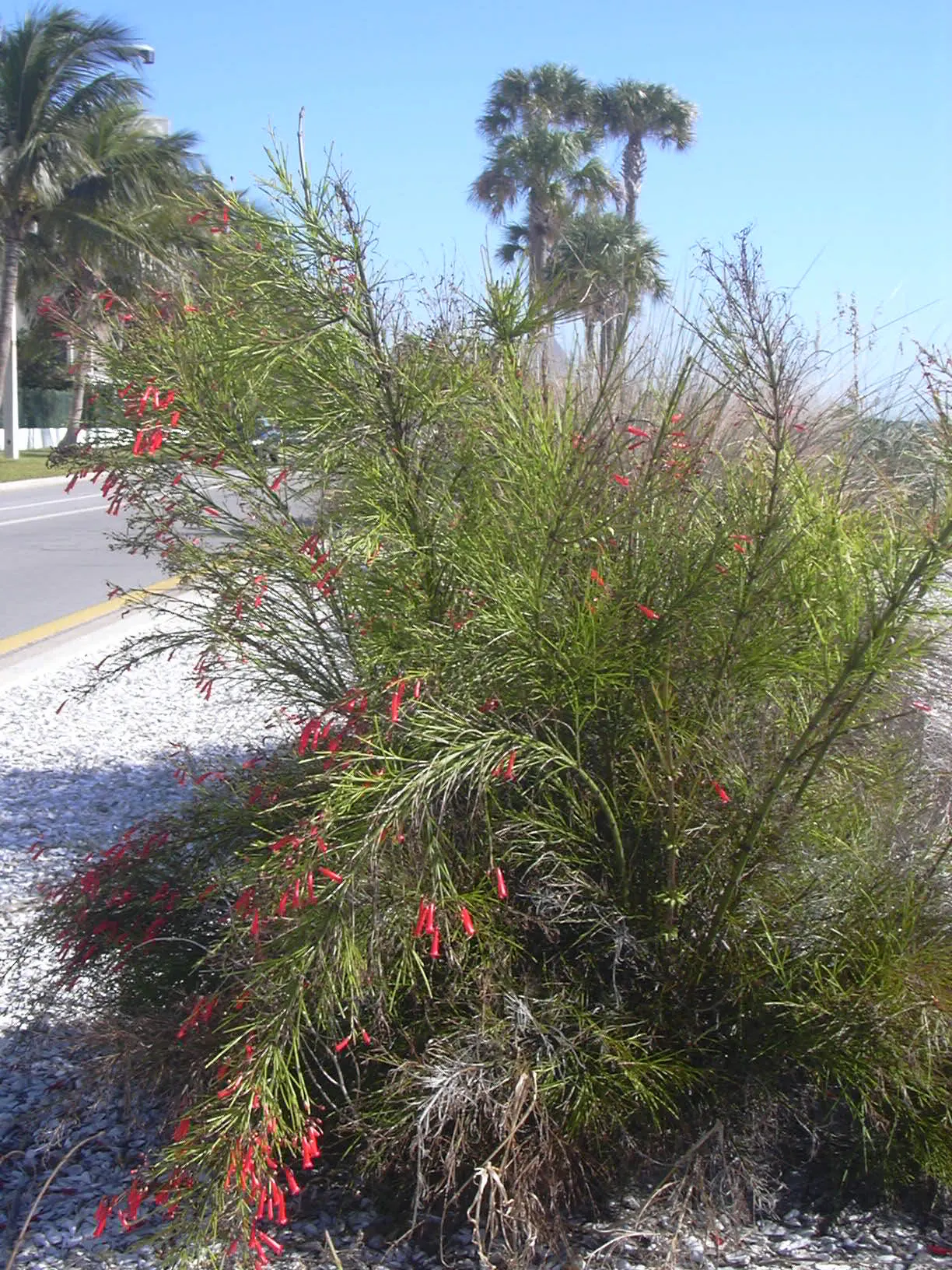 Coral Fountain, Firecracker Plant (Russelia Equisetiformis) — shrub for full or half; its low water needs and year-round blooming capability ensure, image 66