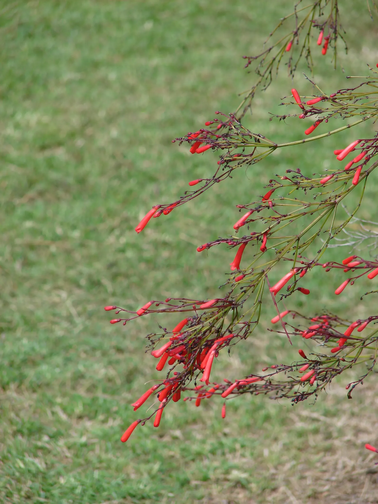 Coral Fountain, Firecracker Plant (Russelia Equisetiformis) — Ideal for hanging baskets and as a spiller in containers; and its moderate growth, image 72