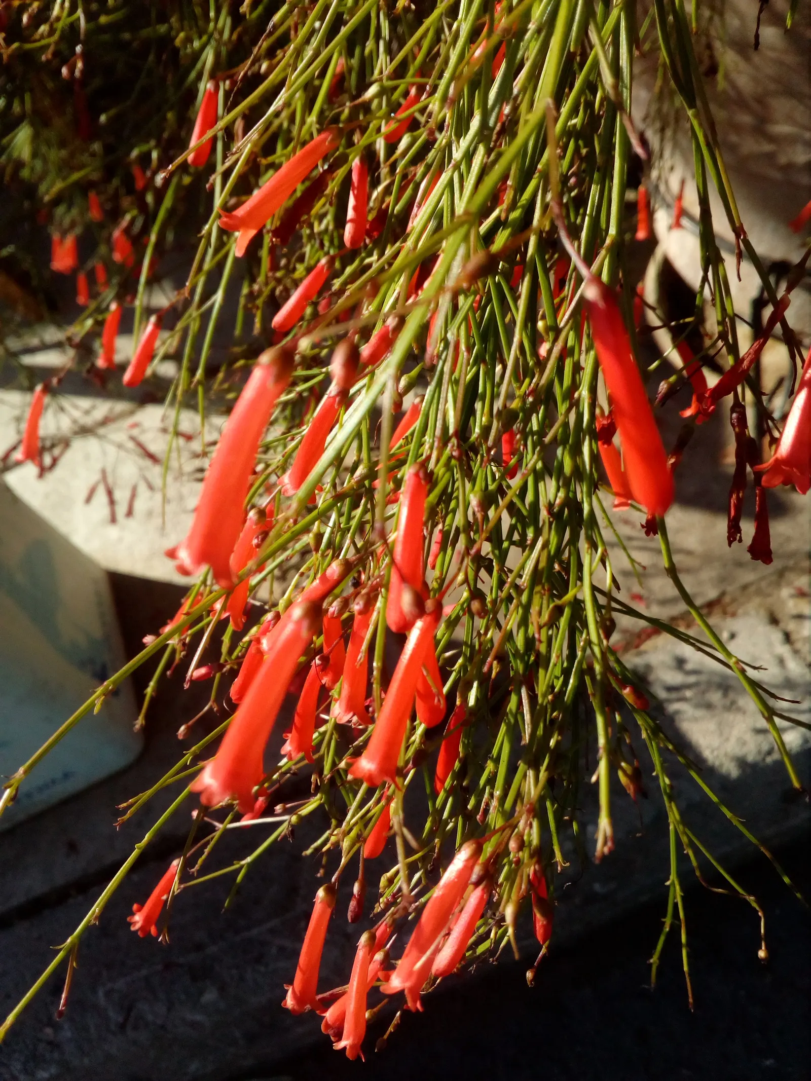 Coral Fountain, Firecracker Plant (Russelia Equisetiformis) — tubular flowers that resemble firecrackers; it produces vibrant coral-red, image 48