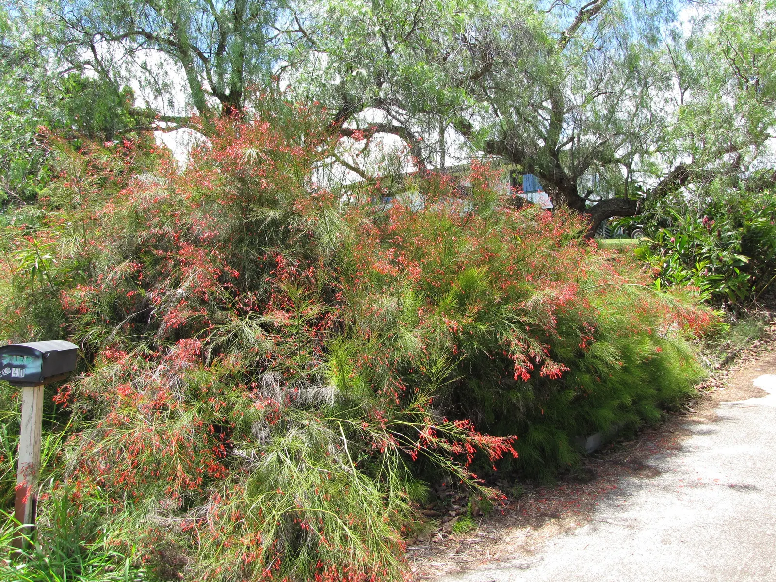 Coral Fountain, Firecracker Plant (Russelia Equisetiformis) — This low-maintenance plant thrives in full sun to partial shade and requires, image 71