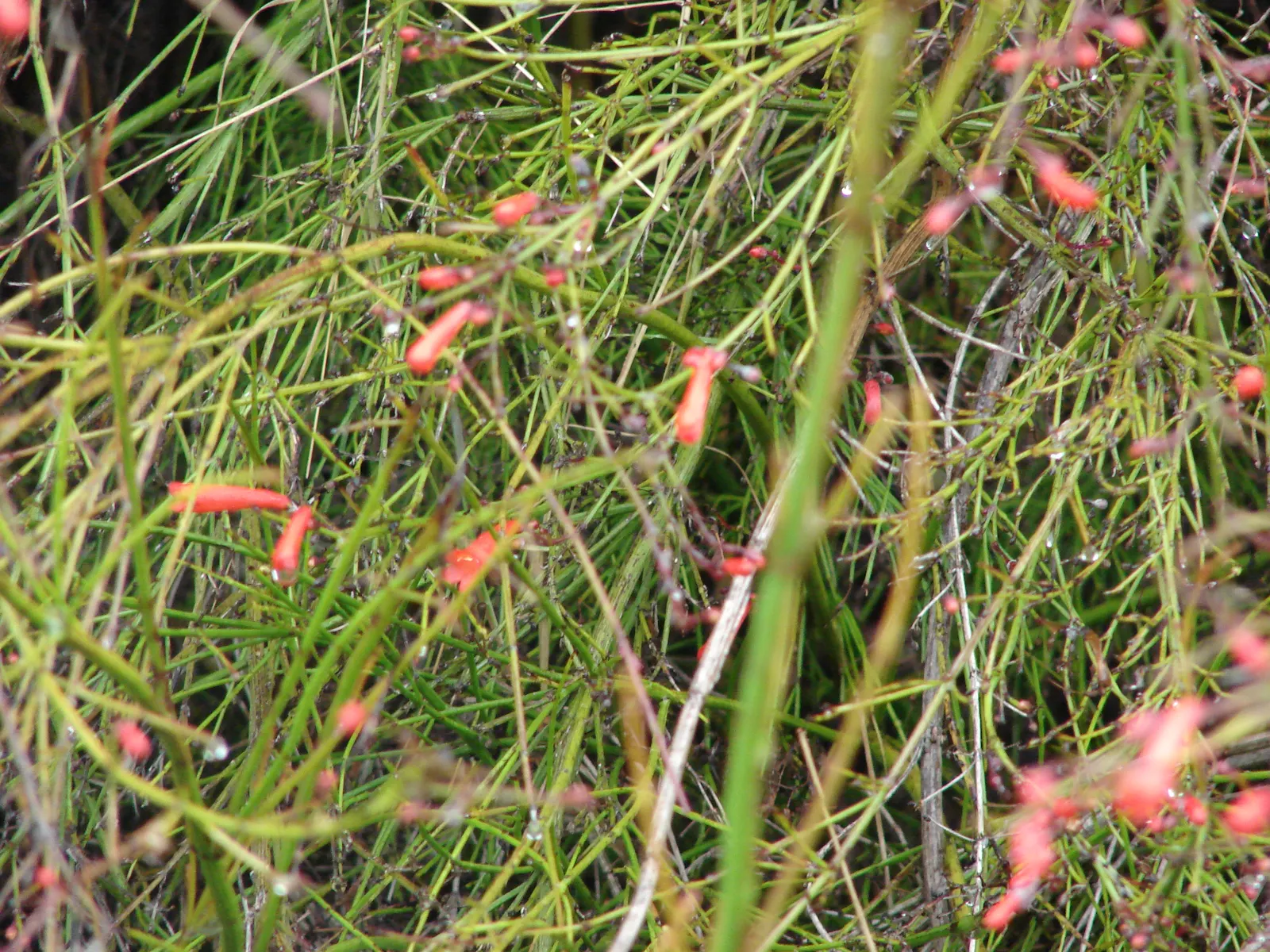 Coral Fountain, Firecracker Plant (Russelia Equisetiformis) — shrub with orange and red blooms; which bloom throughout the year in warmer climates, image 65