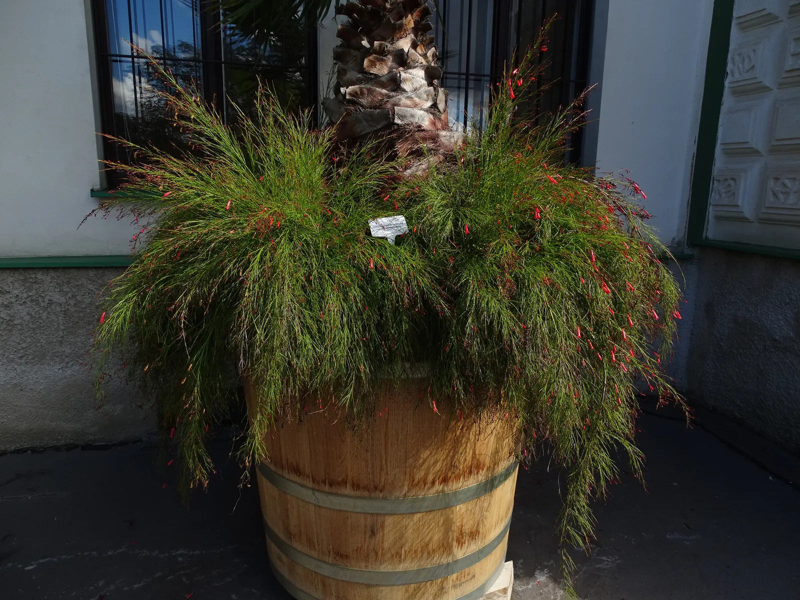 Coral Fountain, Firecracker Plant (Russelia Equisetiformis) — commonly known as the Coral Fountain or Firecracker Plant; is a fast-growing, image 73