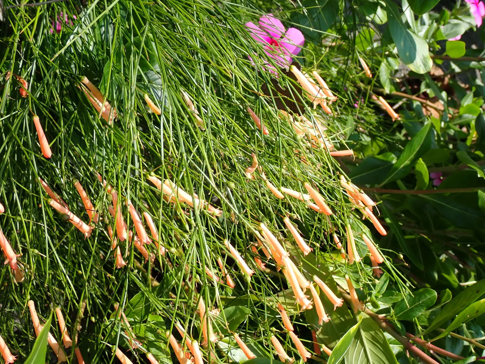 Coral Fountain, Firecracker Plant (Russelia Equisetiformis) — tubular flowers that resemble firecrackers; it produces vibrant coral-red