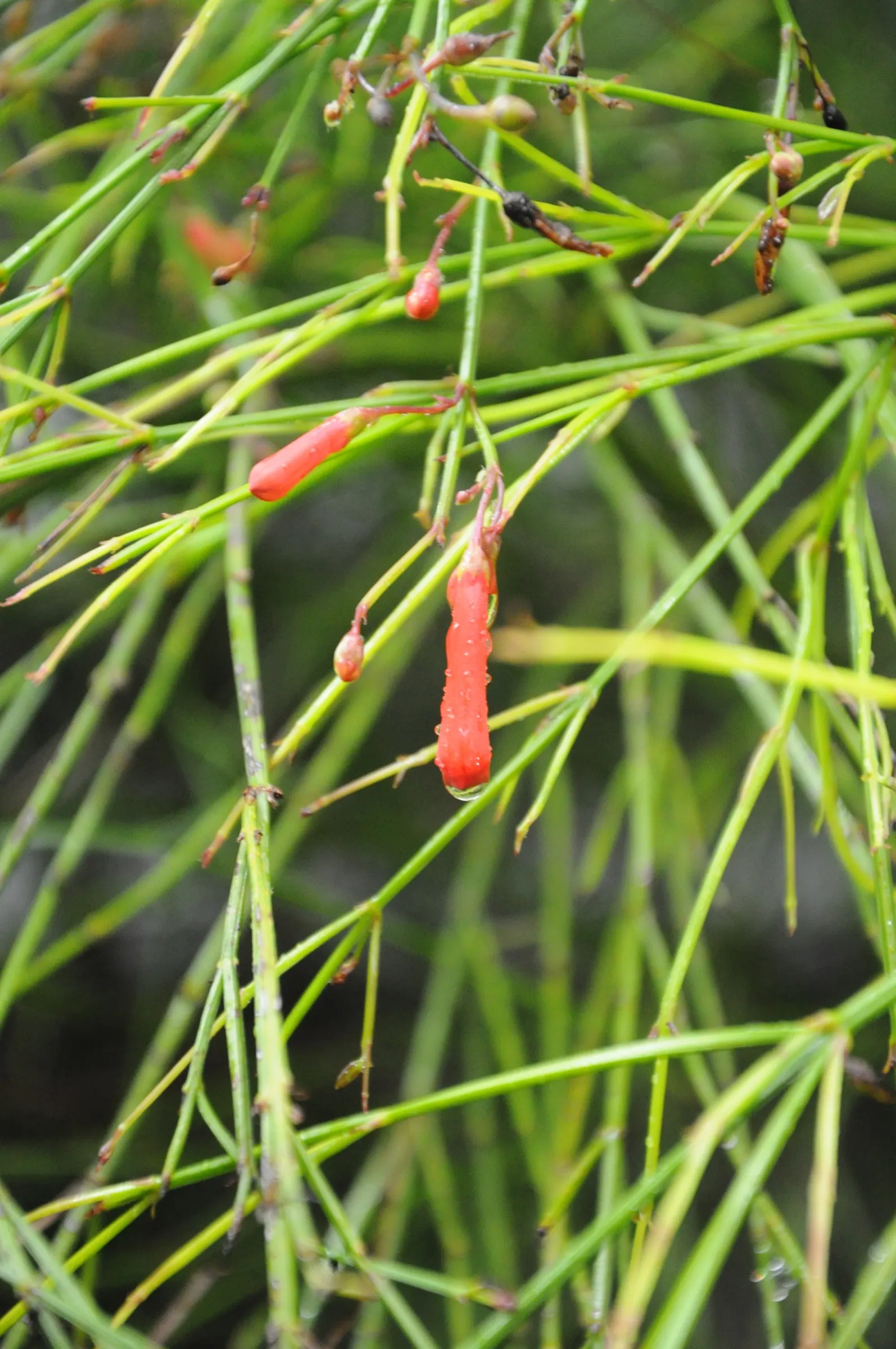 Coral Fountain, Firecracker Plant (Russelia Equisetiformis) — This low-maintenance plant thrives in full sun to partial shade and requires, image 49