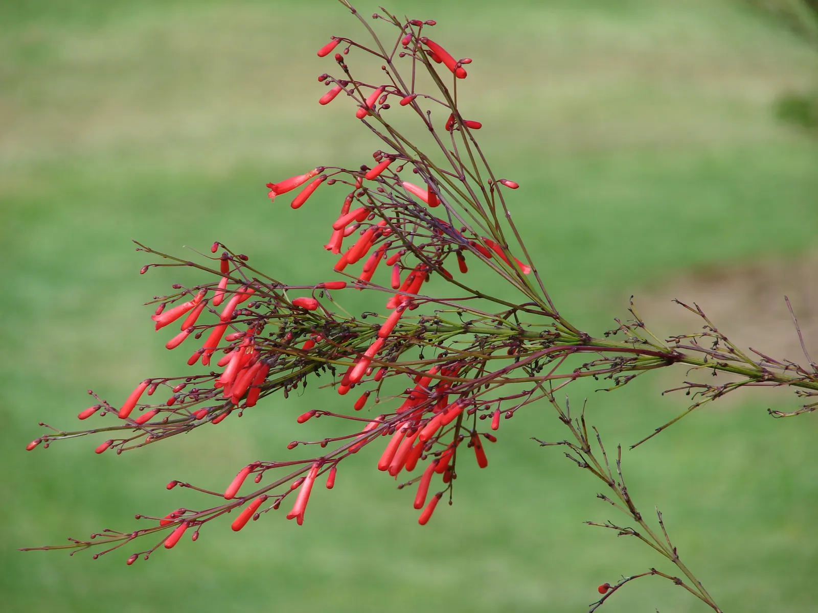 Coral Fountain, Firecracker Plant (Russelia Equisetiformis) — evergreen perennial that adds a touch of tropical flair to any landscape design; this ornamental