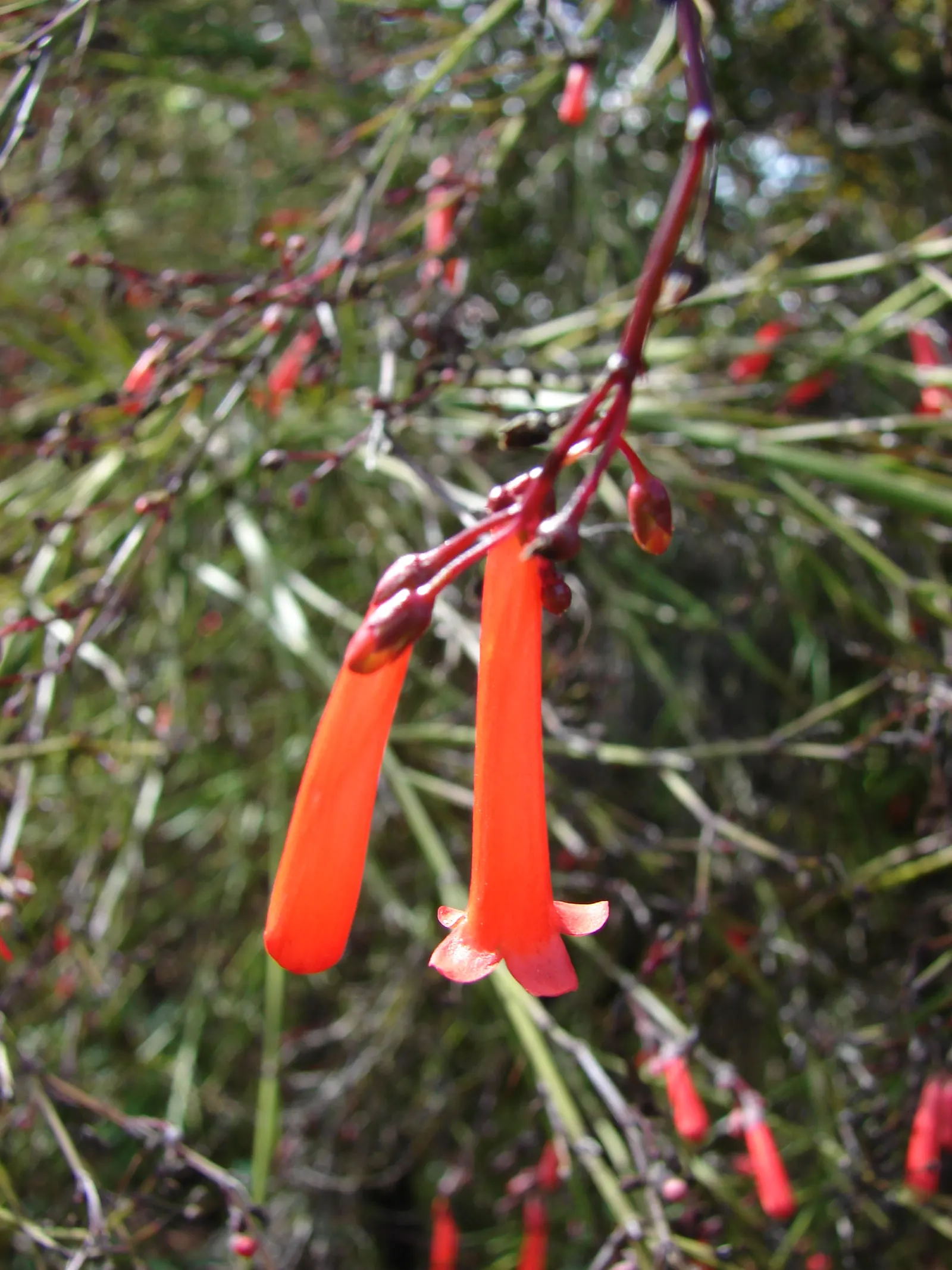 Coral Fountain, Firecracker Plant (Russelia Equisetiformis) — shrub for full or half