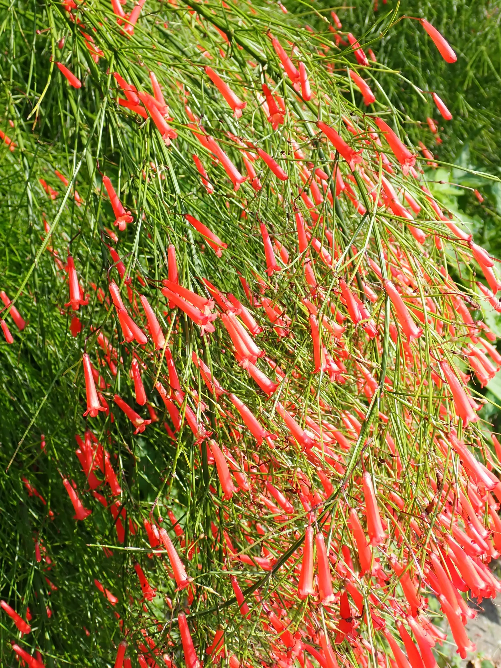 Coral Fountain, Firecracker Plant (Russelia Equisetiformis) — which bloom throughout the year in warmer climates; it is drought-tolerant once established