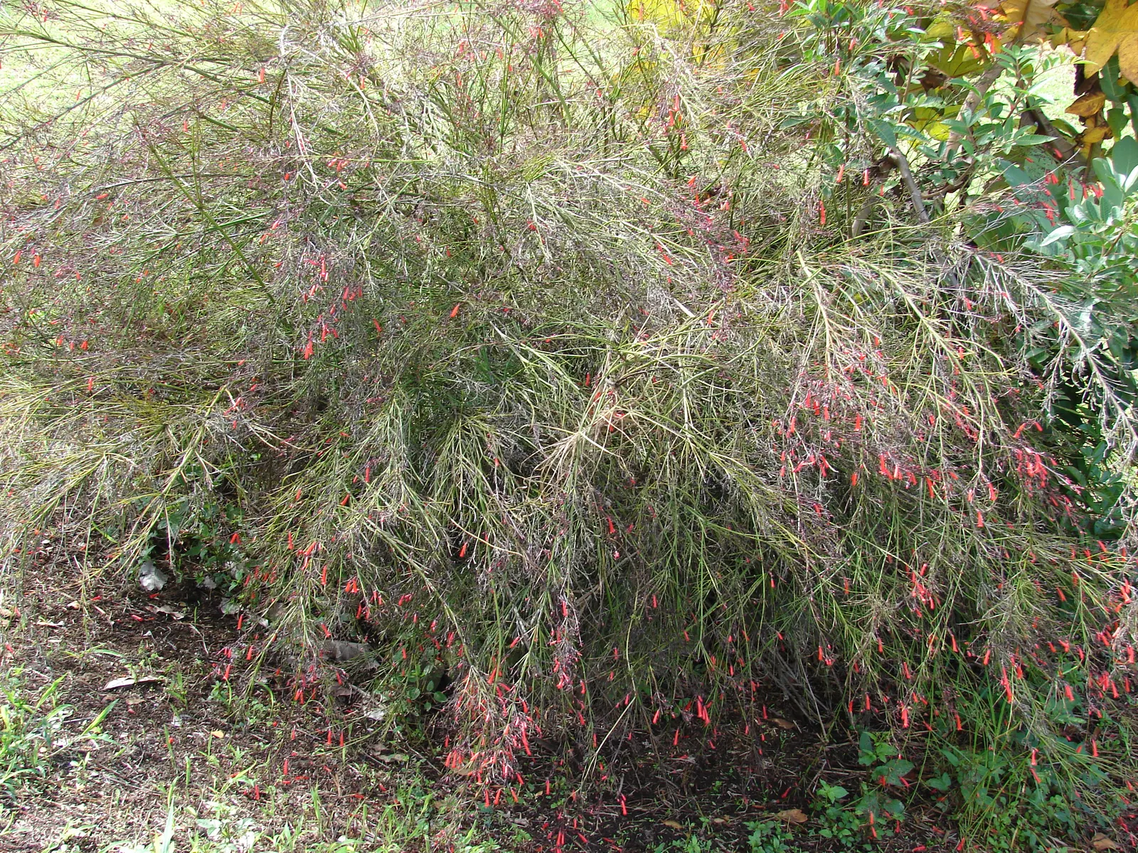 Coral Fountain, Firecracker Plant (Russelia Equisetiformis) — commonly known as Coral Fountain or Firecracker Plant