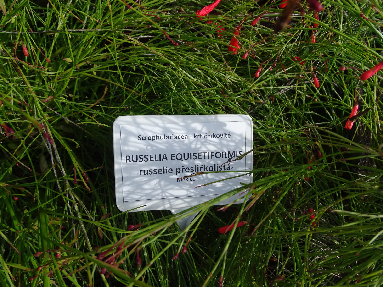 Coral Fountain, Firecracker Plant (Russelia Equisetiformis) — It is drought-tolerant once established; the Coral Fountain thrives in full sun to, image 59