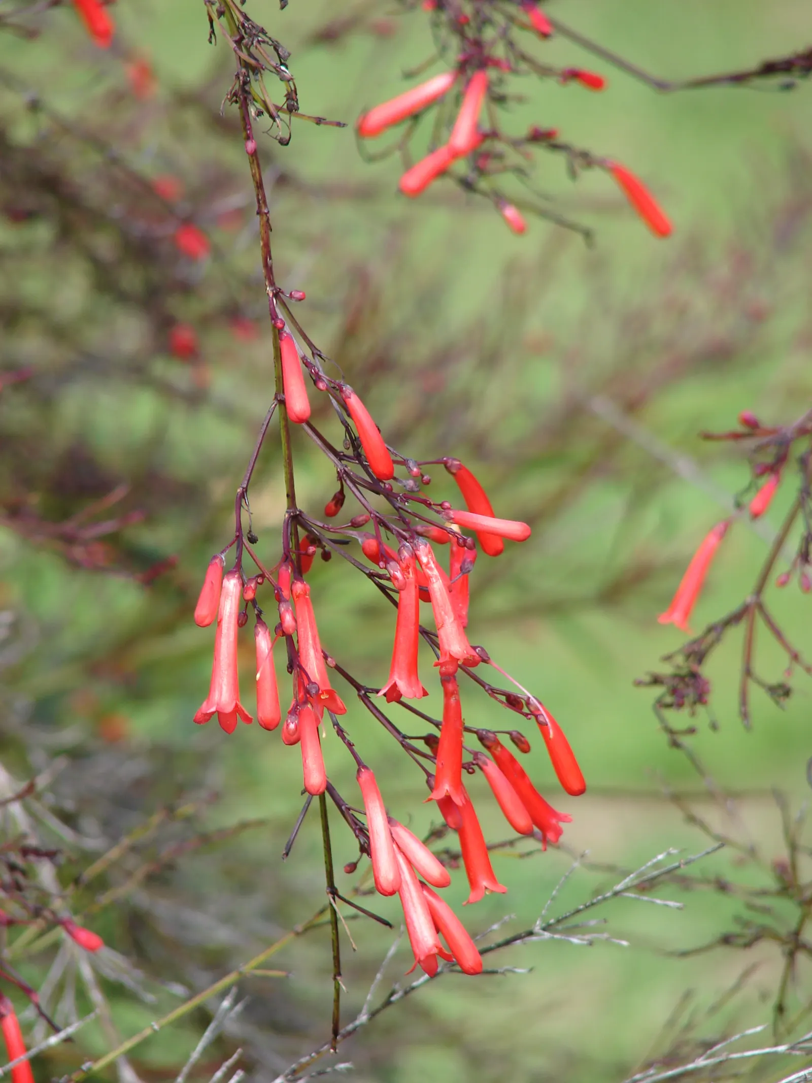 Coral Fountain, Firecracker Plant (Russelia Equisetiformis) — It is drought-tolerant once established; the Coral Fountain thrives in full sun to partial shade