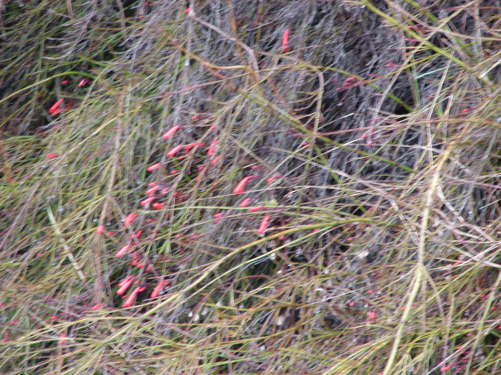 Coral Fountain, Firecracker Plant (Russelia Equisetiformis) — the Coral Fountain thrives in full sun to partial shade and prefers well-draining soil