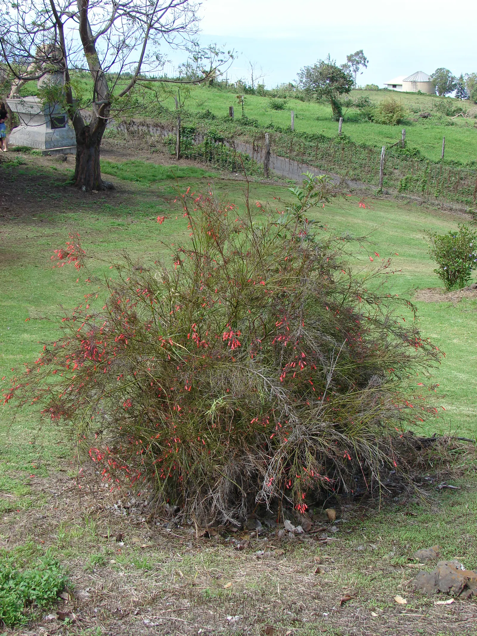 Coral Fountain, Firecracker Plant (Russelia Equisetiformis) — which bloom throughout the year in warmer climates