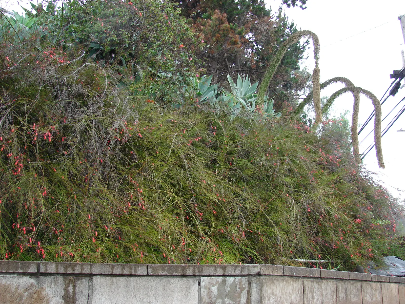 Coral Fountain, Firecracker Plant (Russelia Equisetiformis) — the Coral Fountain thrives in full sun to partial shade and prefers well-draining, image 80