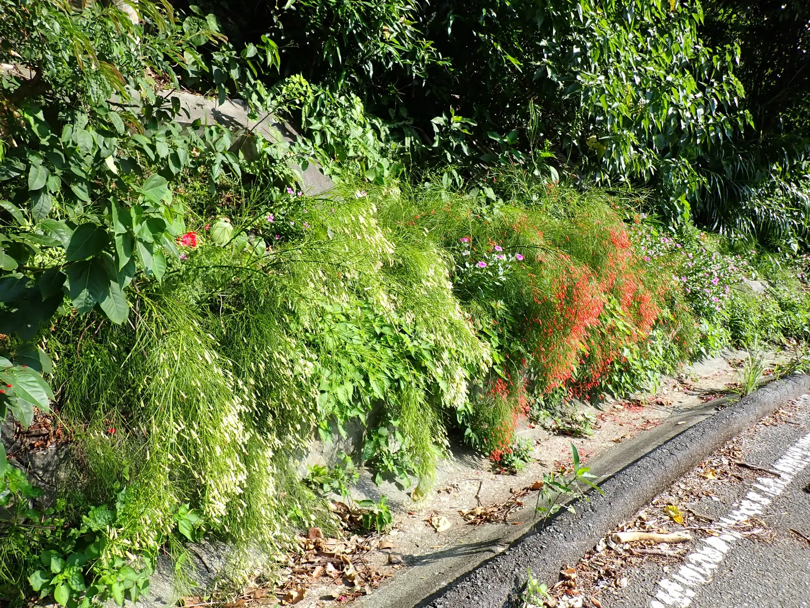 Coral Fountain, Firecracker Plant (Russelia Equisetiformis) — its low water needs and year-round blooming capability ensure a rewarding and, image 41