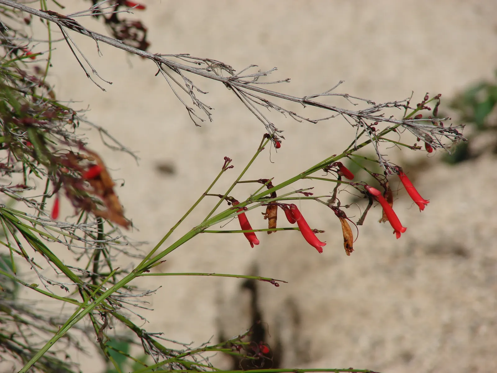 Coral Fountain, Firecracker Plant (Russelia Equisetiformis) — Attracting hummingbirds and butterflies, it's an ideal pick for creating a lively and dynamic