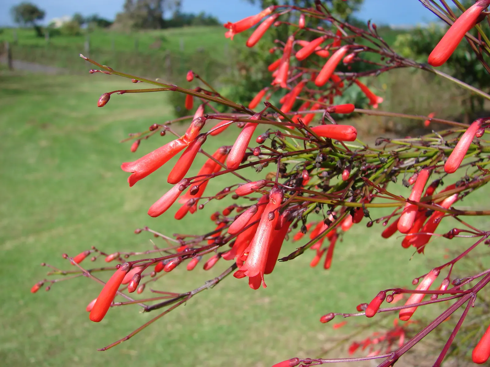 Coral Fountain, Firecracker Plant (Russelia Equisetiformis) — Ideal for hanging baskets and as a spiller in containers
