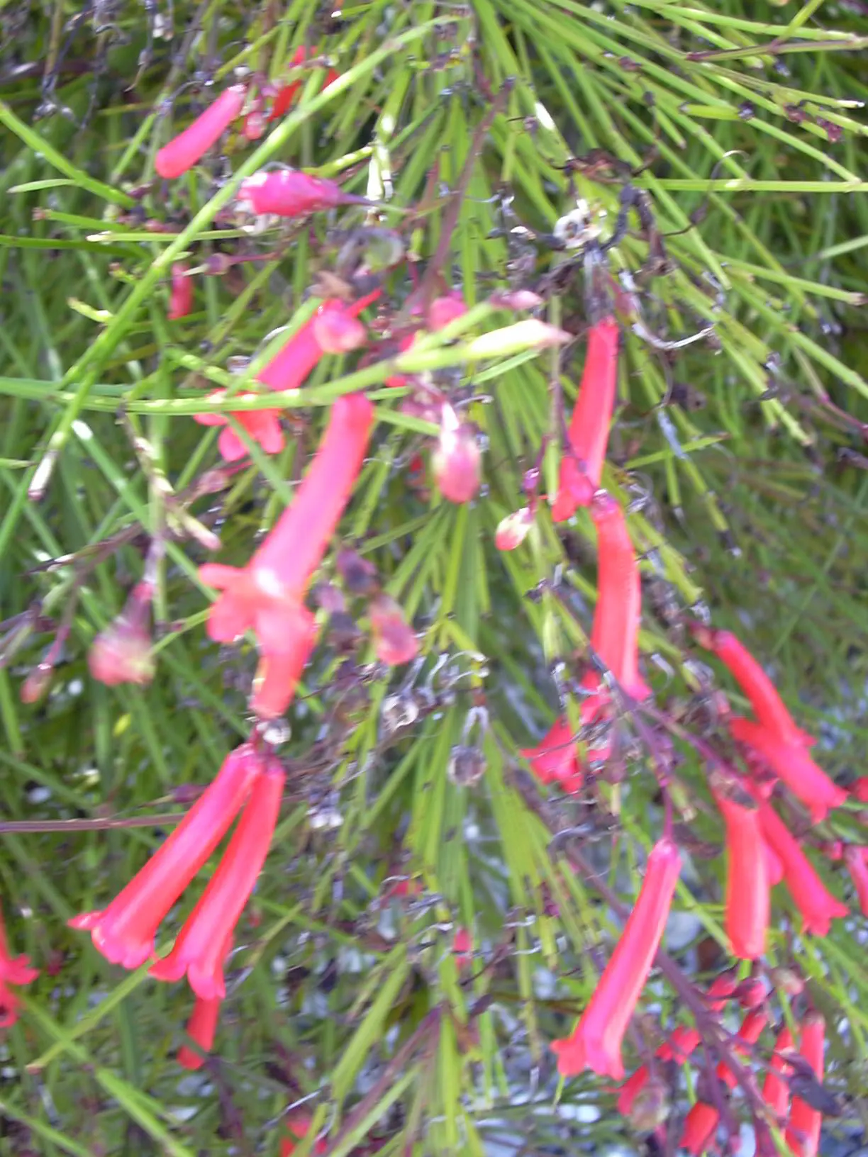 Coral Fountain, Firecracker Plant (Russelia Equisetiformis) — It is drought-tolerant once established; the Coral Fountain thrives in full sun to, image 81