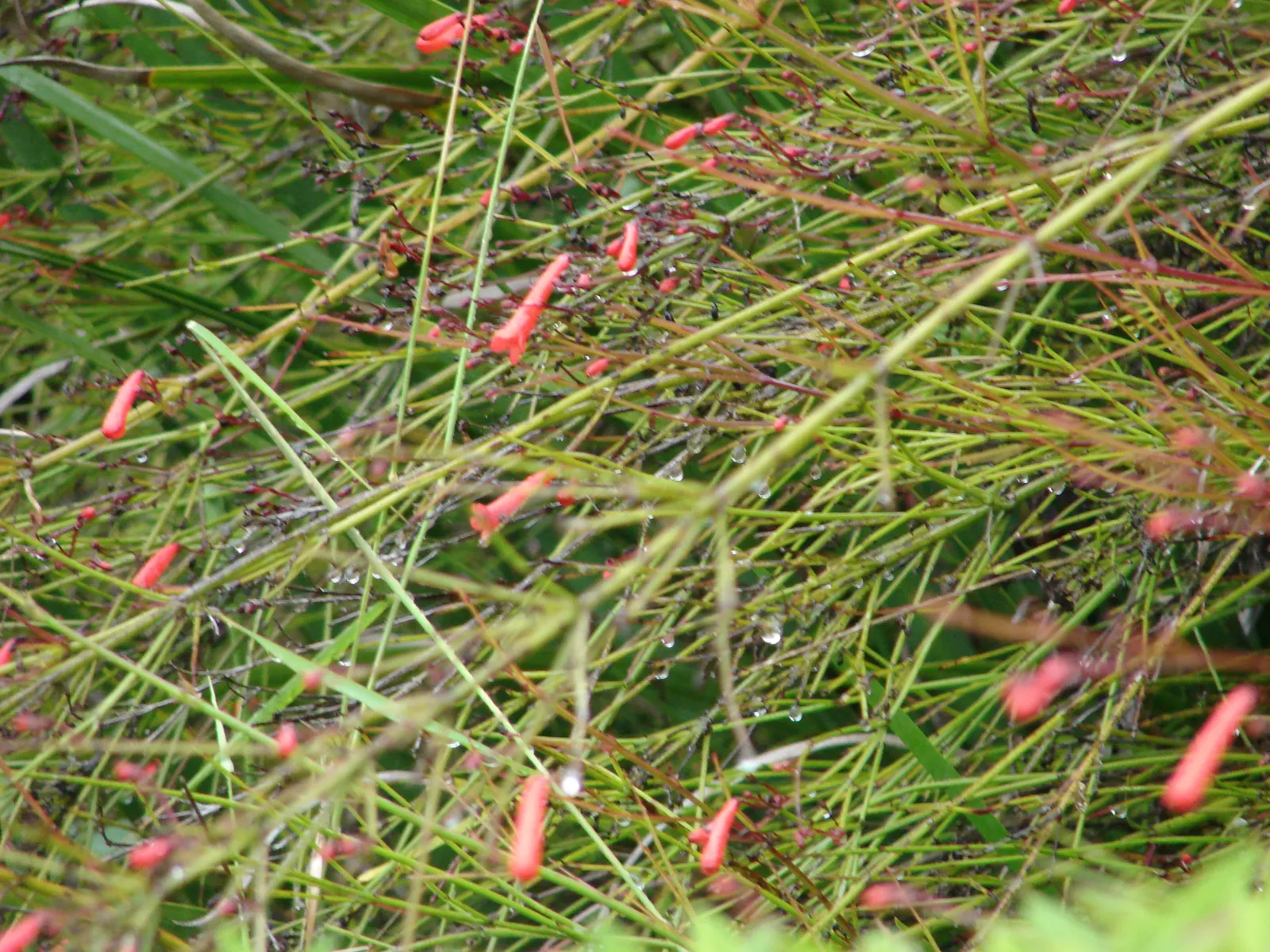 Coral Fountain, Firecracker Plant (Russelia Equisetiformis) — shrub with orange and red blooms
