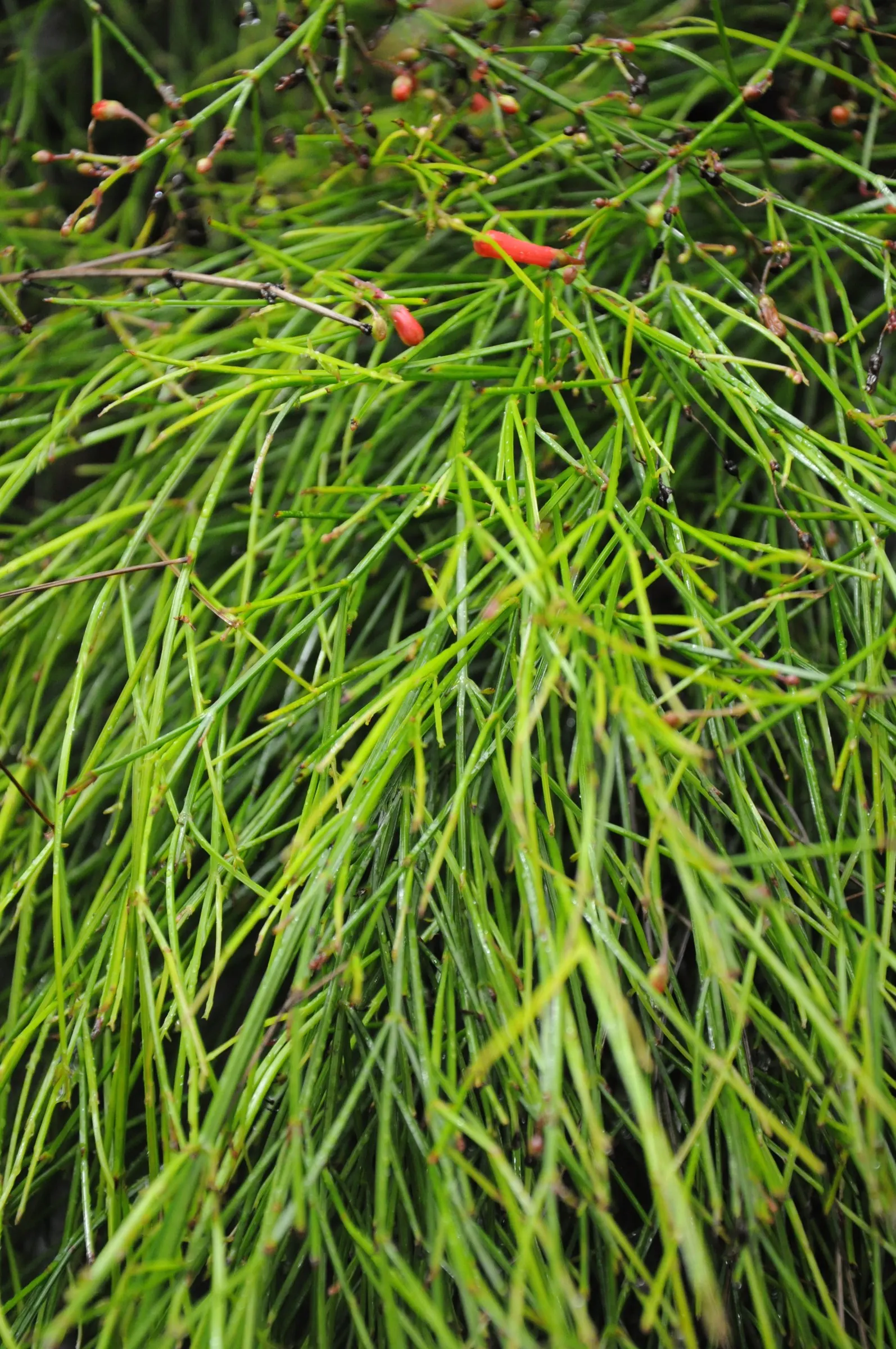 Coral Fountain, Firecracker Plant (Russelia Equisetiformis) — This ornamental beauty is renowned for its abundance of slender; making it an, image 53